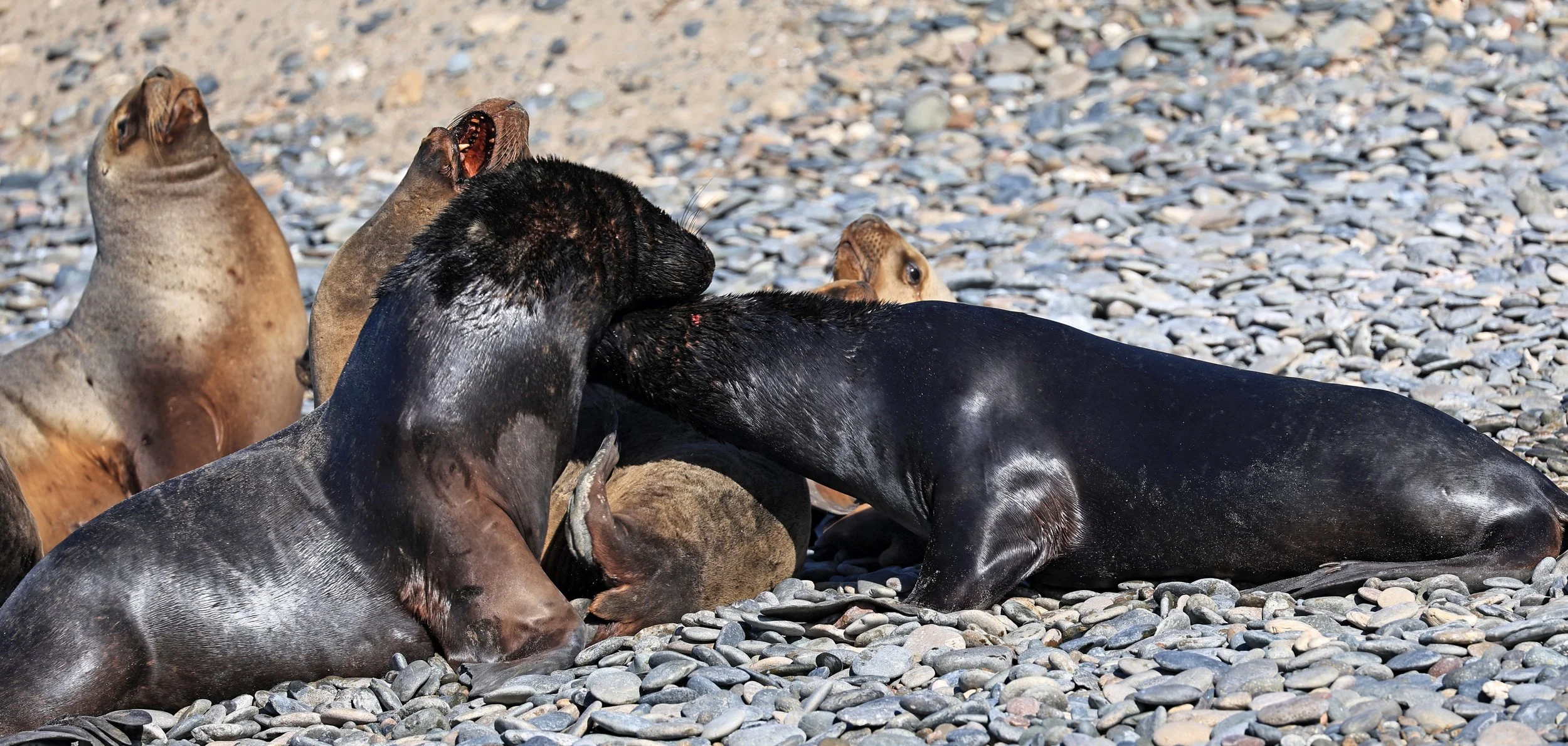 South American Sea Lion (Otaria flavescens) Puerto Rawson Argentina (11).jpg