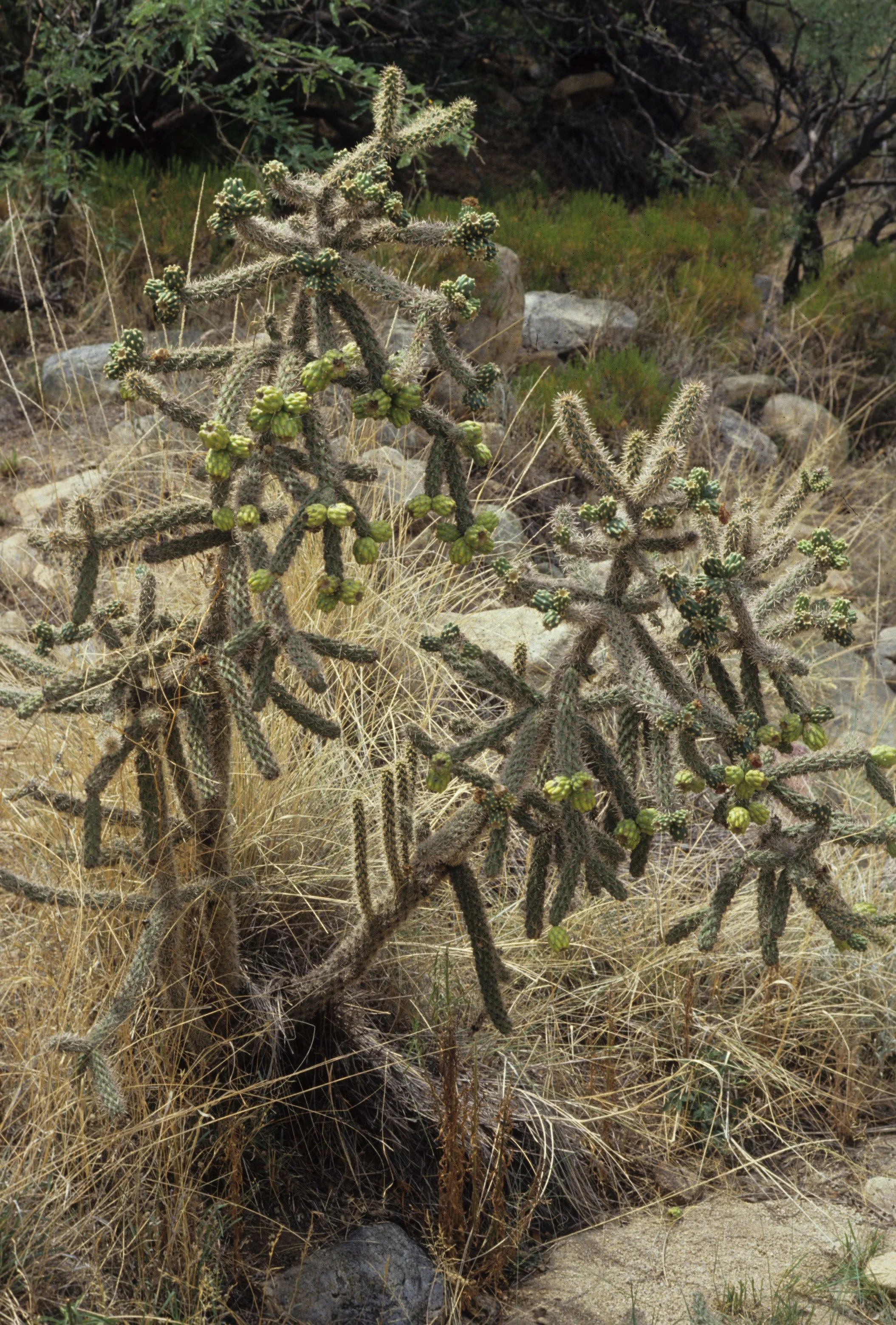 ARIZONA - MADERA CANYON - OPUNTIA SPECIES - CHOLLA SPECIES.jpg