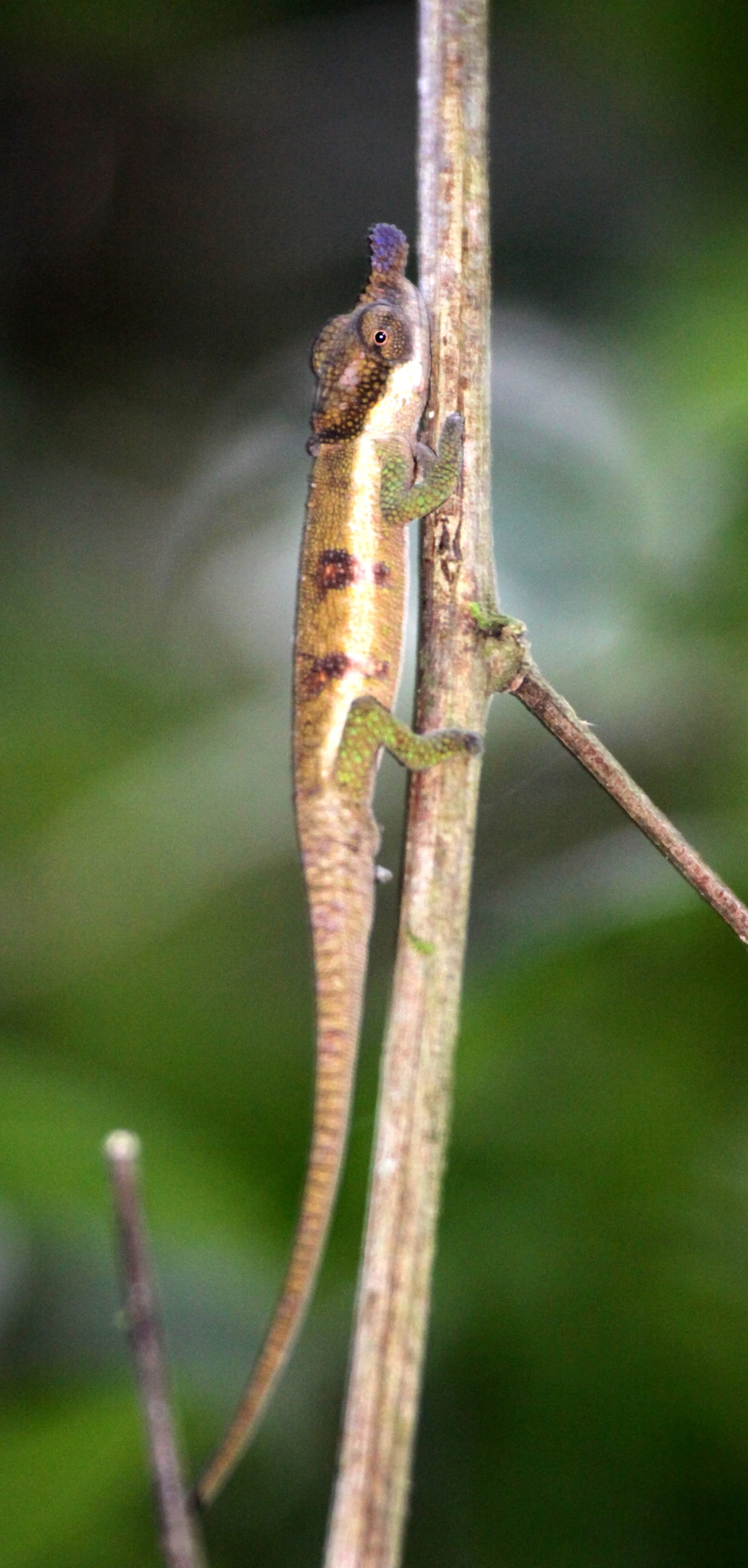 Calumma boettgeri - BOETTGER'S OR BLUE NOSED CHAMELEON - MONTAGNE D'AMBRE NATIONAL PARK MADAGASCAR (1).JPG