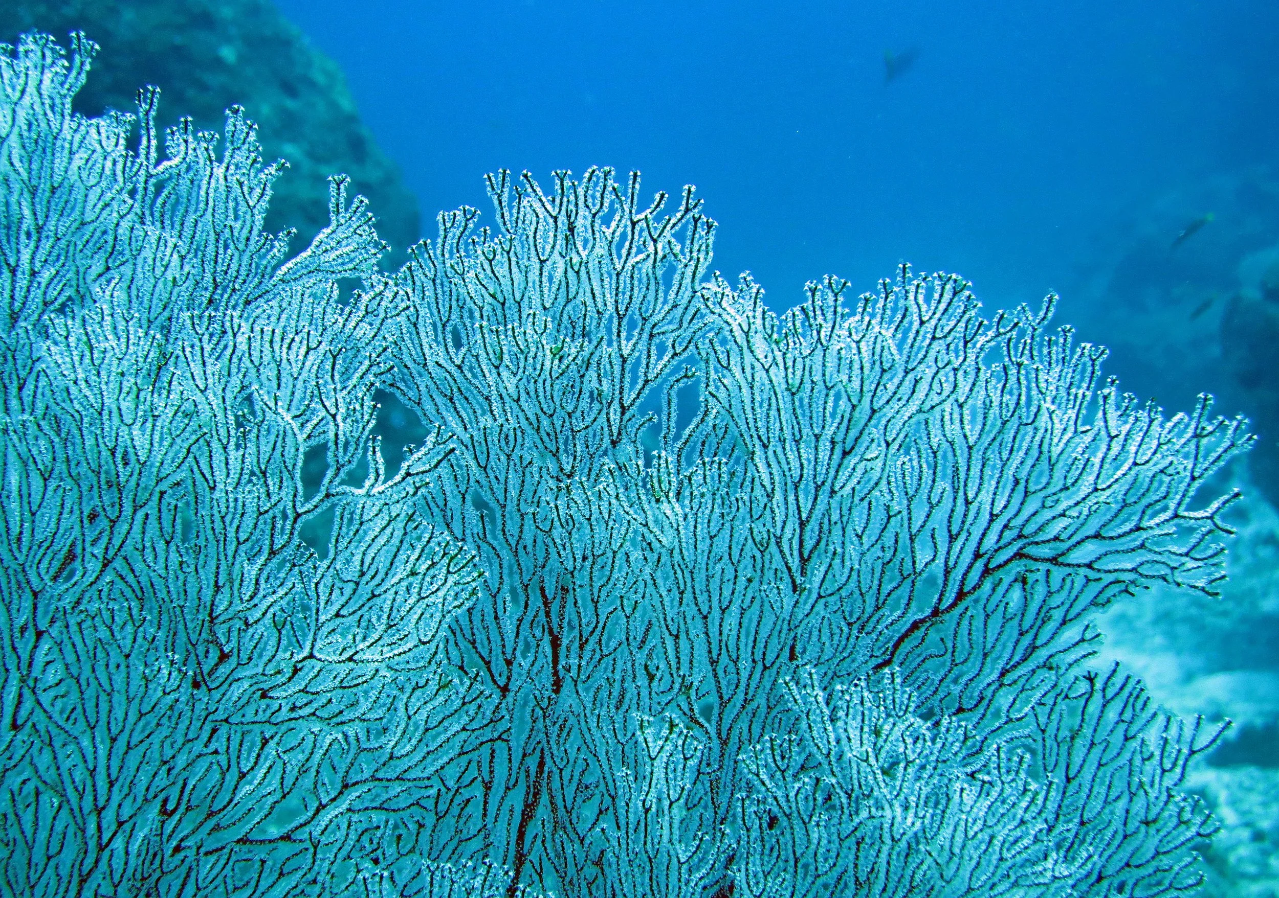 2014 Similan Islands Marine Park Thailand ISB Dive Trip (44).JPG
