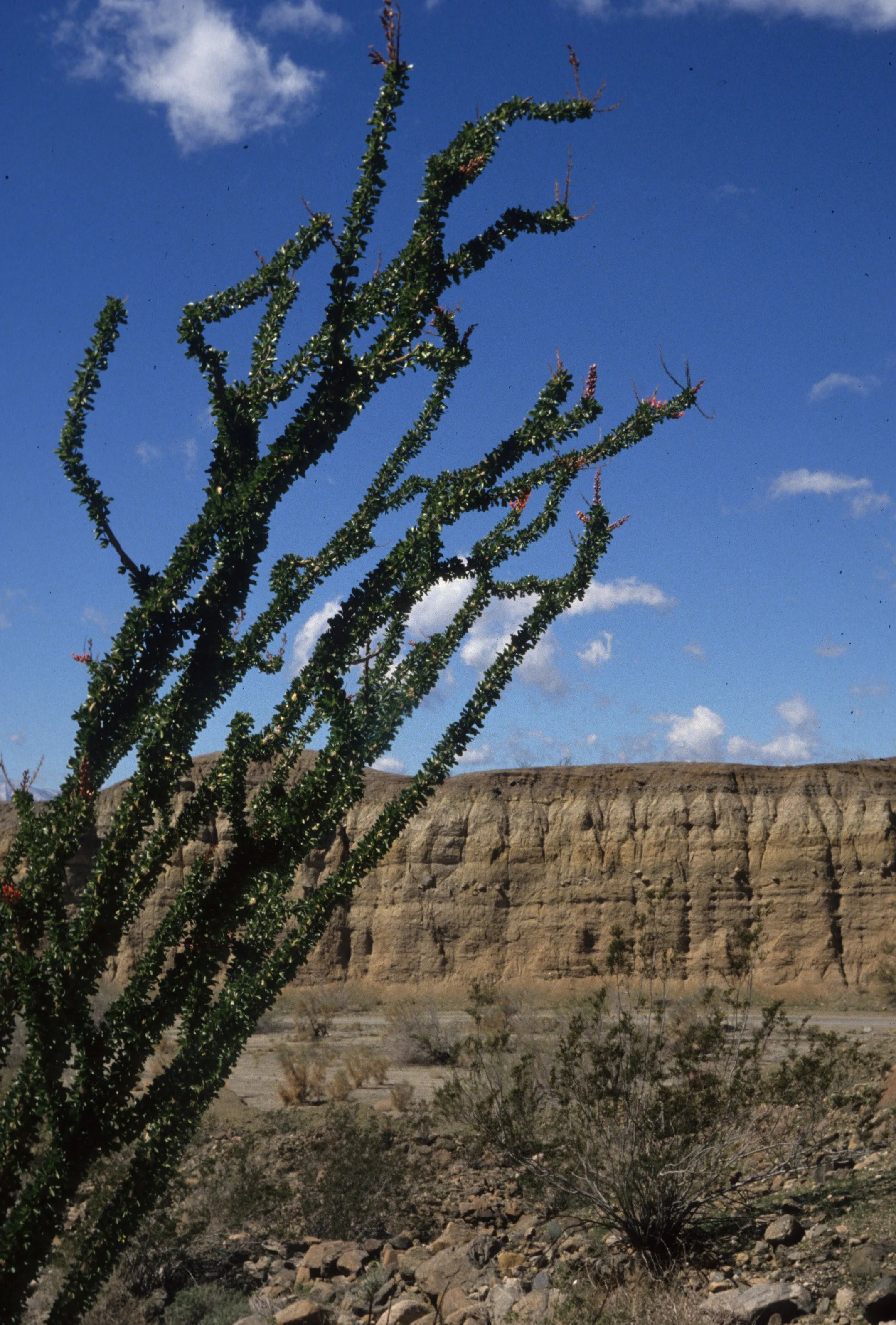 ANZA BORREGO - OCOTILLO IN WASH A.jpg