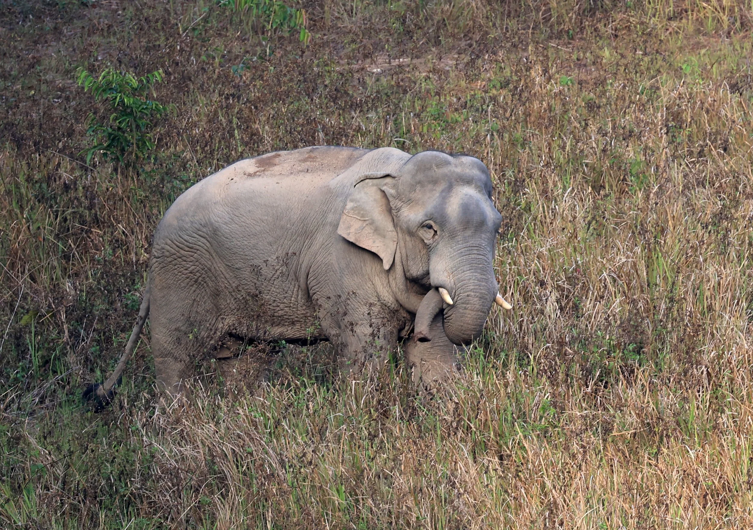 Asian Elephant (Elephas maximus) Khao Yai National Park, Thailand (102).jpg