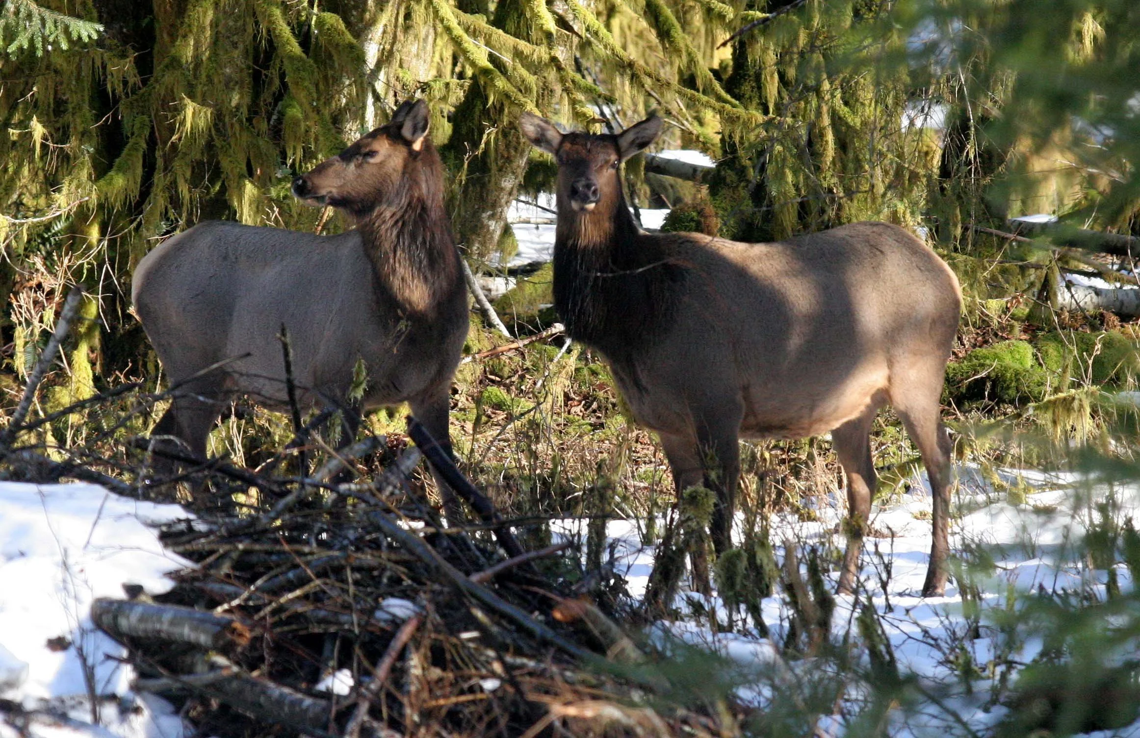 CERVID - ELK- ROOSEVELT ELK - HOH RAINFOREST WA (12).JPG