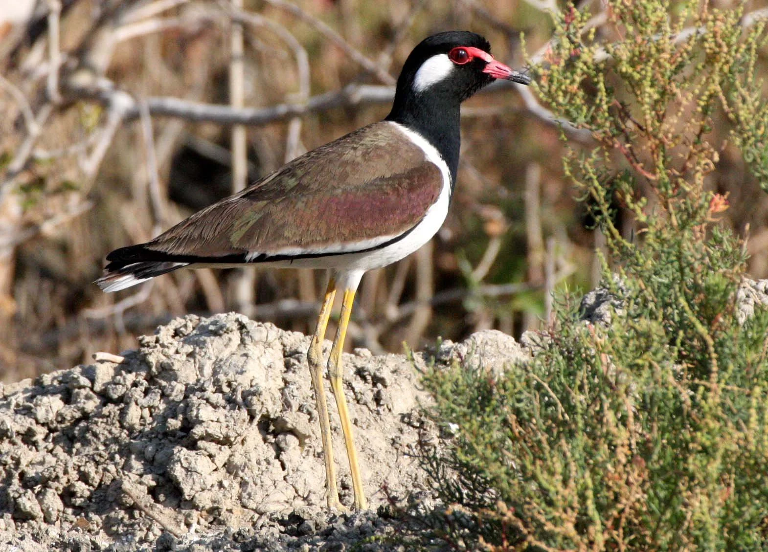 LAPWING - RED-WATTLED LAPWING - Vanellus indicus - KHAO SAM ROI YOT THAILAND (13).JPG