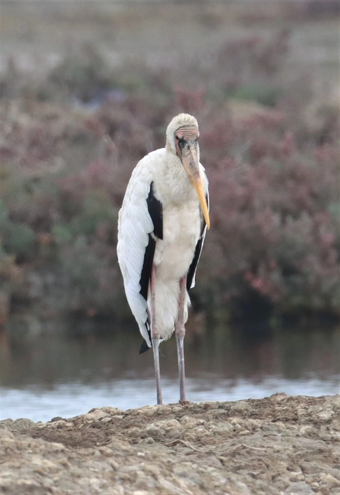 STORK - MILKY STORK - Mycteria cinerea - KHLONG TAMRU CHONBURI (6).jpg