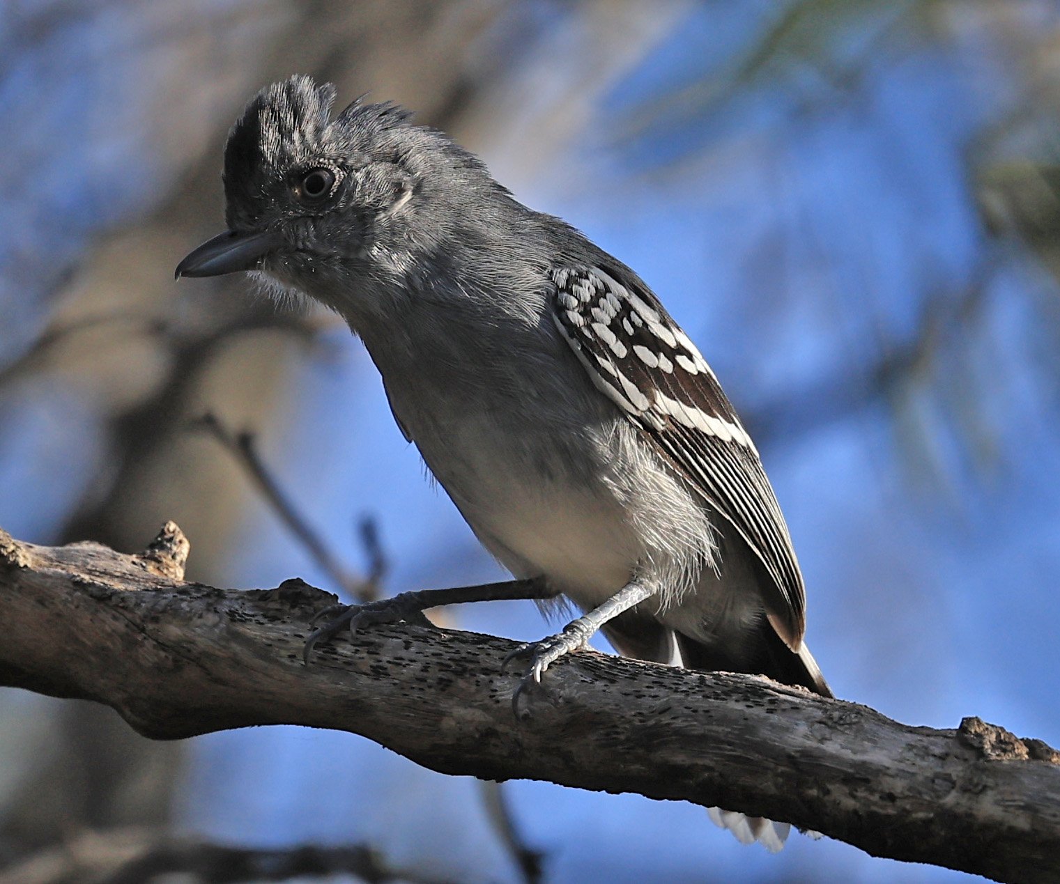 Bolivian Slaty-Antshrike (Thamnophilus sticturus) Agua Dulce Paraguay (9).jpg