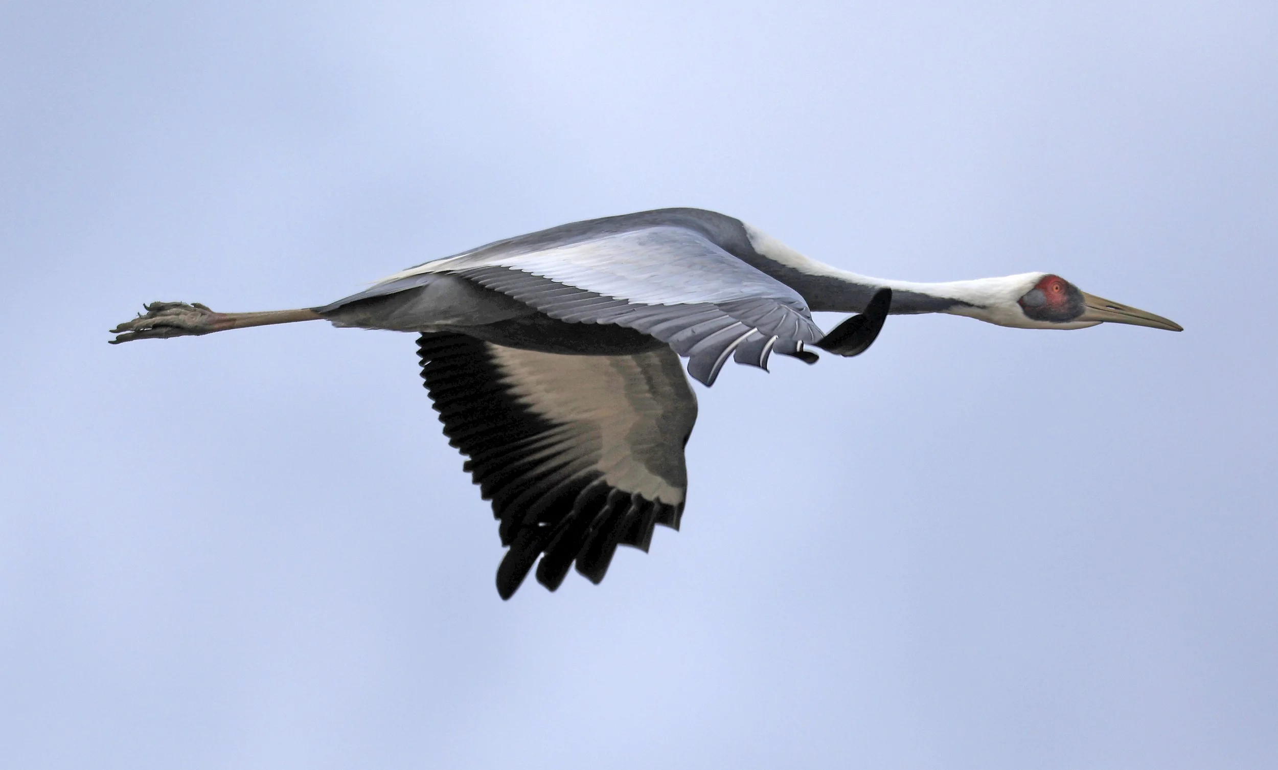 Hooded Crane (Grus monacha) Izumi Crane Park & Center, Izumi Kagoshima Kyushu Japan (93).jpg