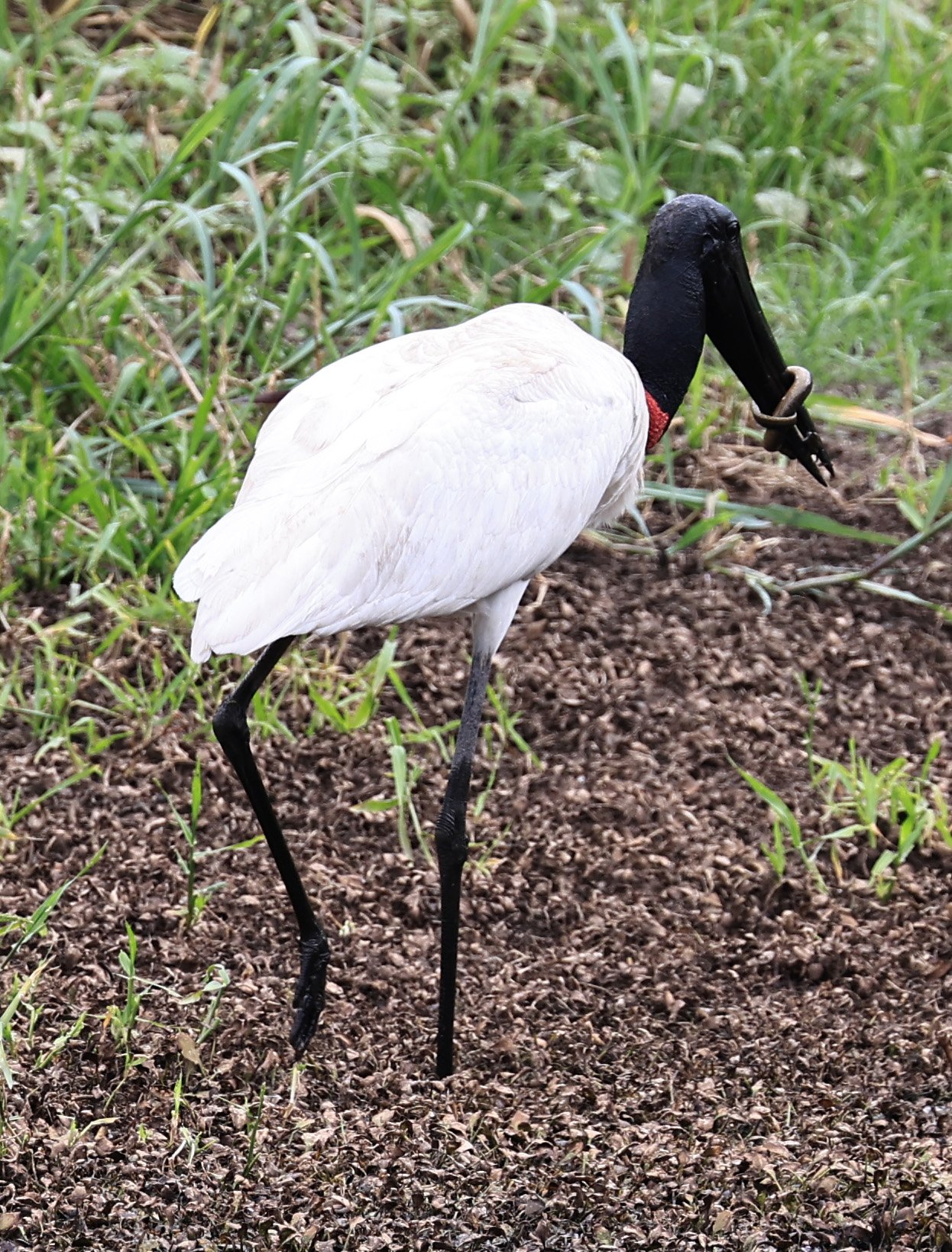 Jabiru (Jabiru mycteria) Agua Dulce Paraguay (7).jpg
