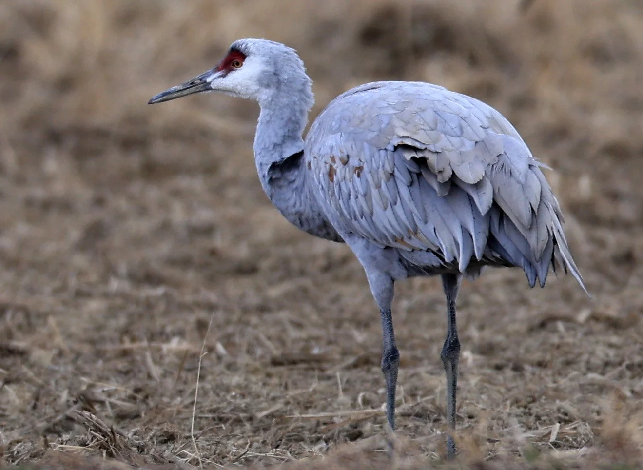 Sandhill Crane (Antigone canadensis) Izumi Crane Park & Center, Izumi Kagoshima Kyushu Japan (69).jpg