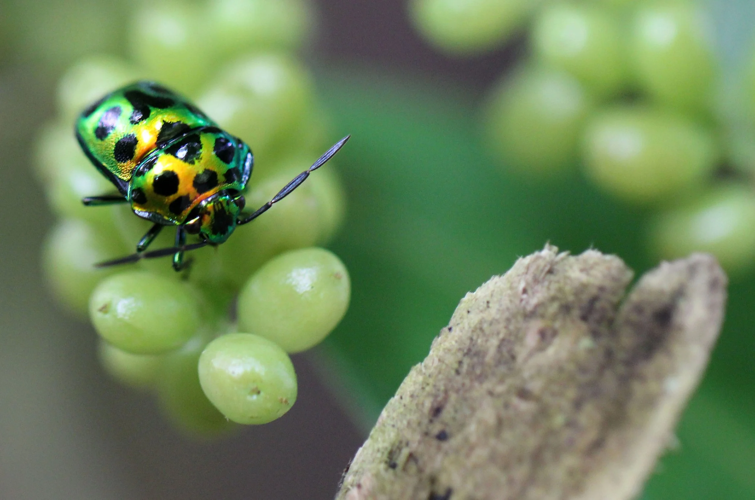 Chrysocoris stollii - Koh Lanta, Thailand (11).JPG