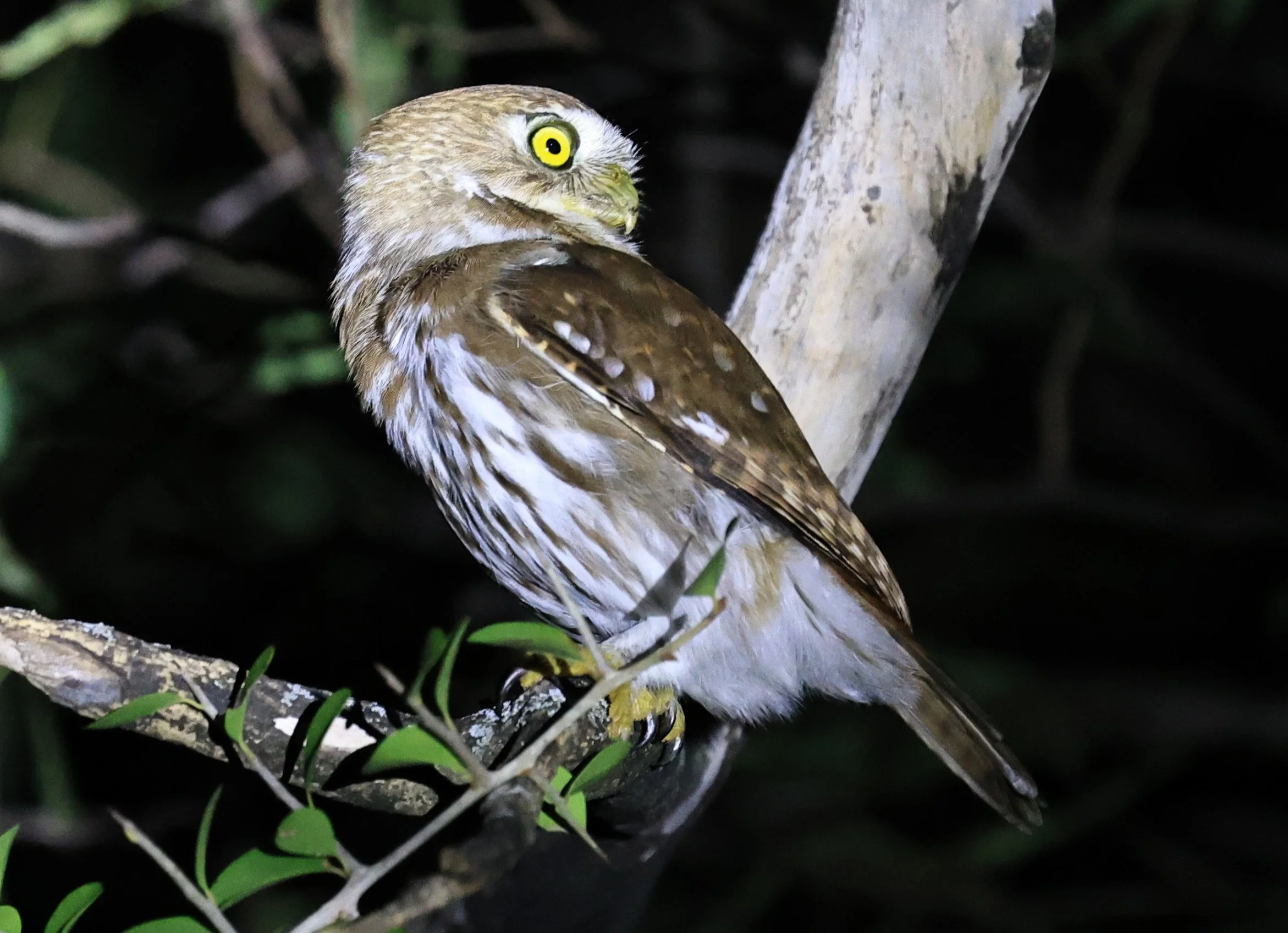 Ferruginous Pygmy-Owl (Glaucidium brasilianum) Reserva Nueland  Selva Serena (61).jpg