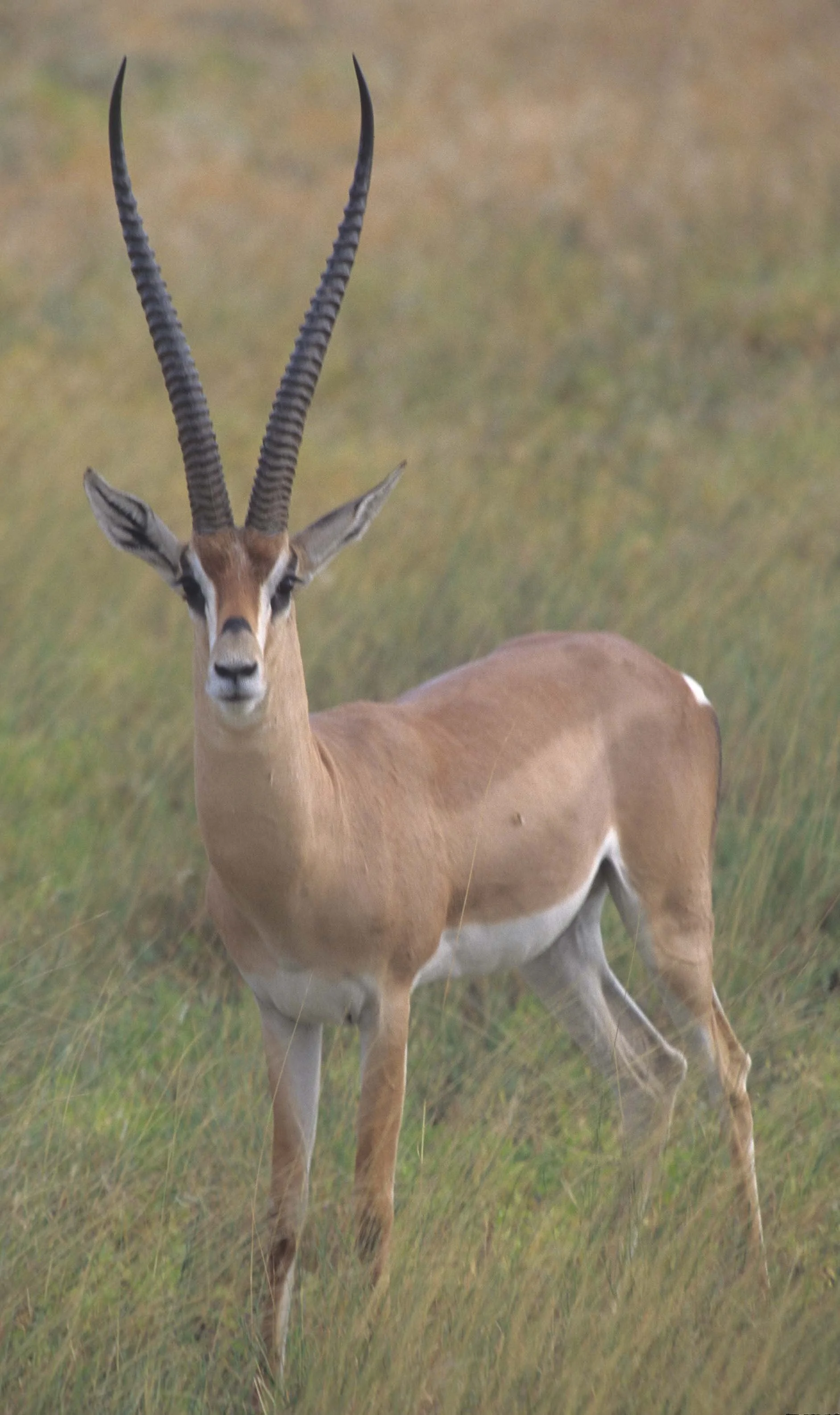 BOVID - GRANT'S GAZELLE-UGANDA (2).jpg
