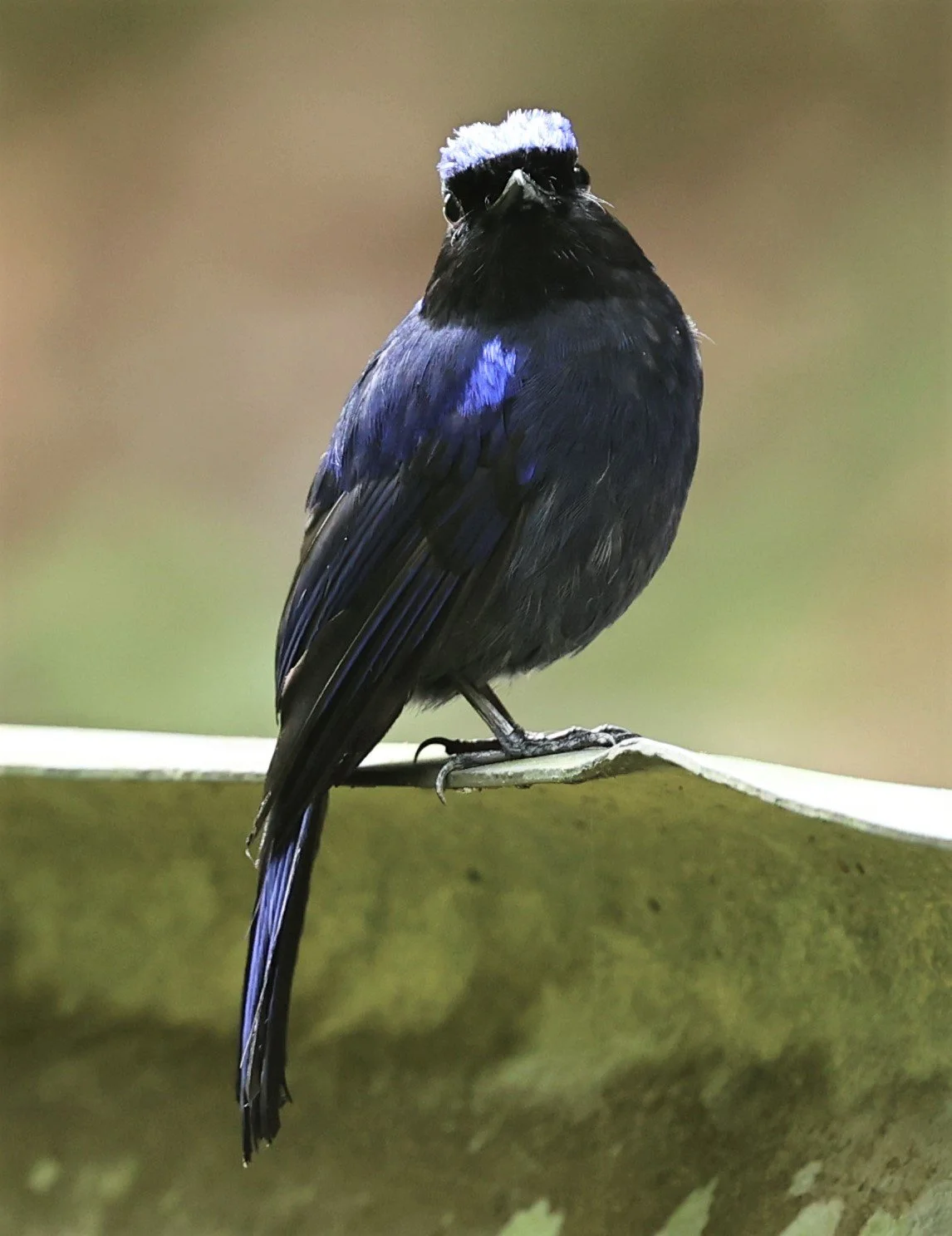 Niltava grandis - LARGE NILTAVA - FRASER'S HILL, MALAYSIA JUNE 2022 (7).jpg