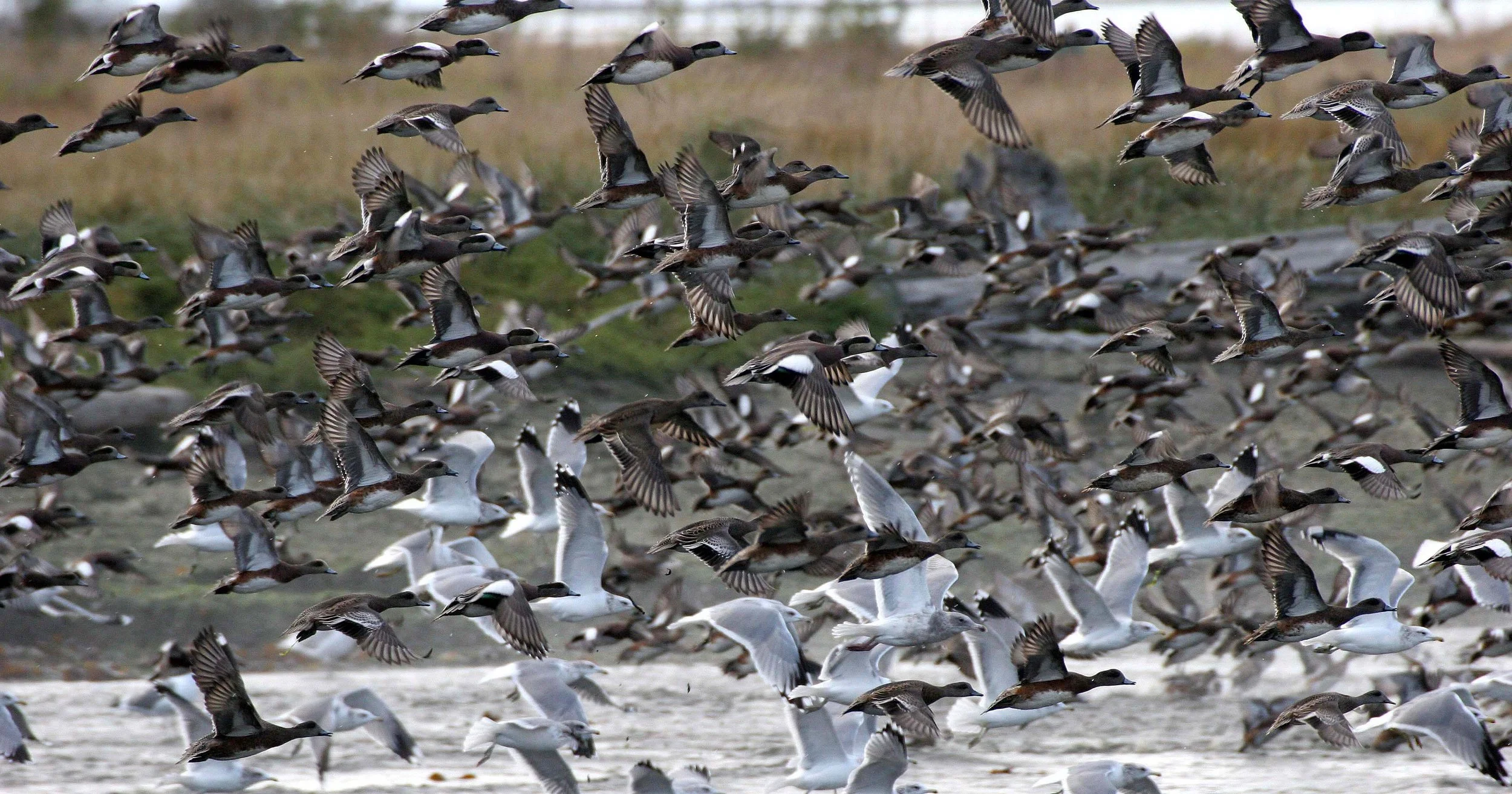 WIGEON - AMERICAN WIGEON - Mareca americana - THREE CRABS DUNGENESS RIVER MOUTH WETLAND SEQUIM WASHINGTON (40).jpg