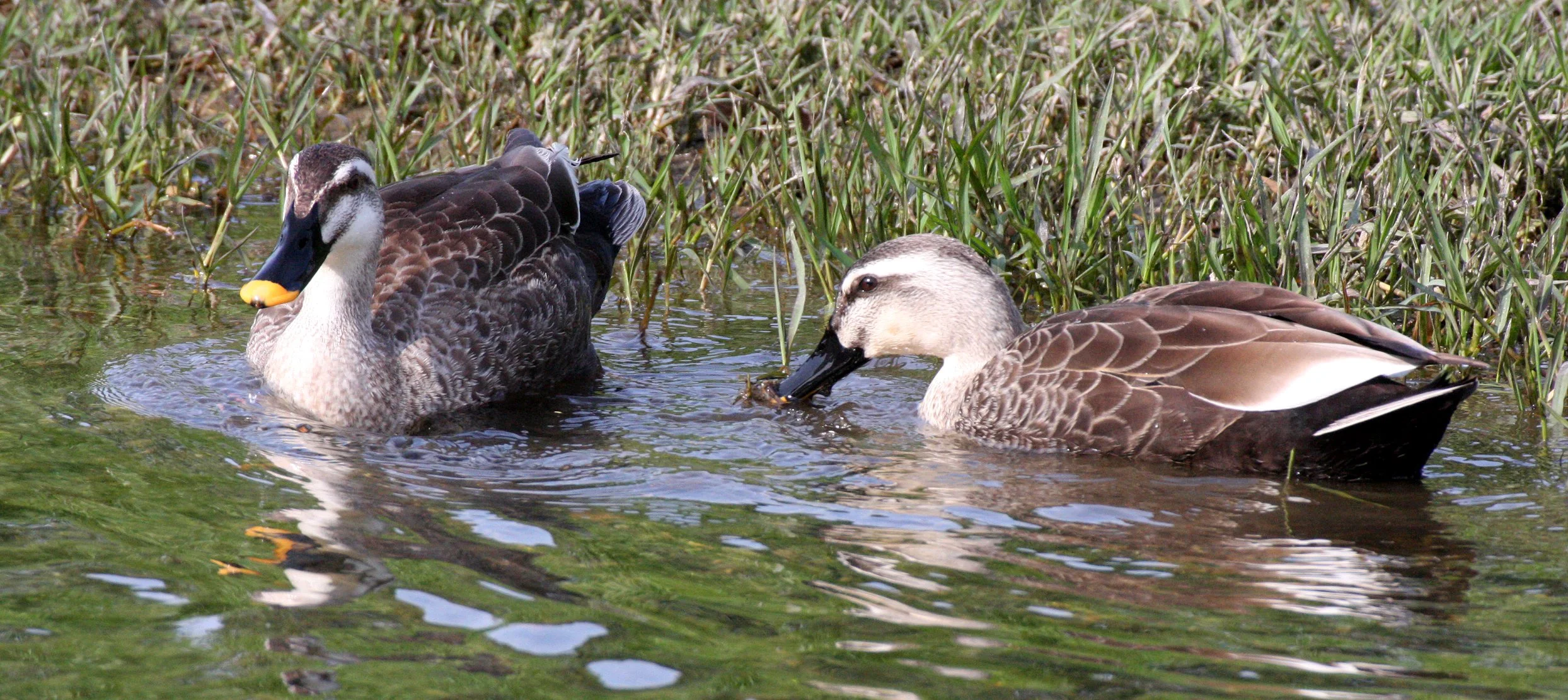 DUCK - EASTERN SPOT-BILLED DUCK - Anas zonorhyncha - KYOTO JAPAN (7).JPG