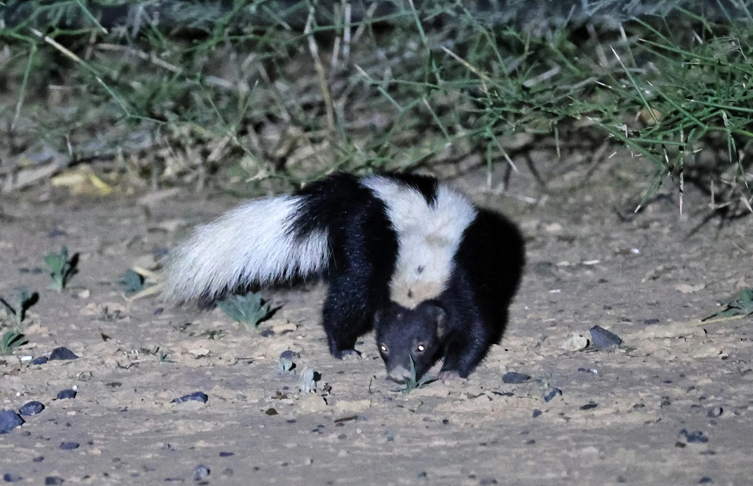 Molina's Hog-nosed Skunk (Conepatus chinga) Estancia Campo'í Paraguay (160).jpg