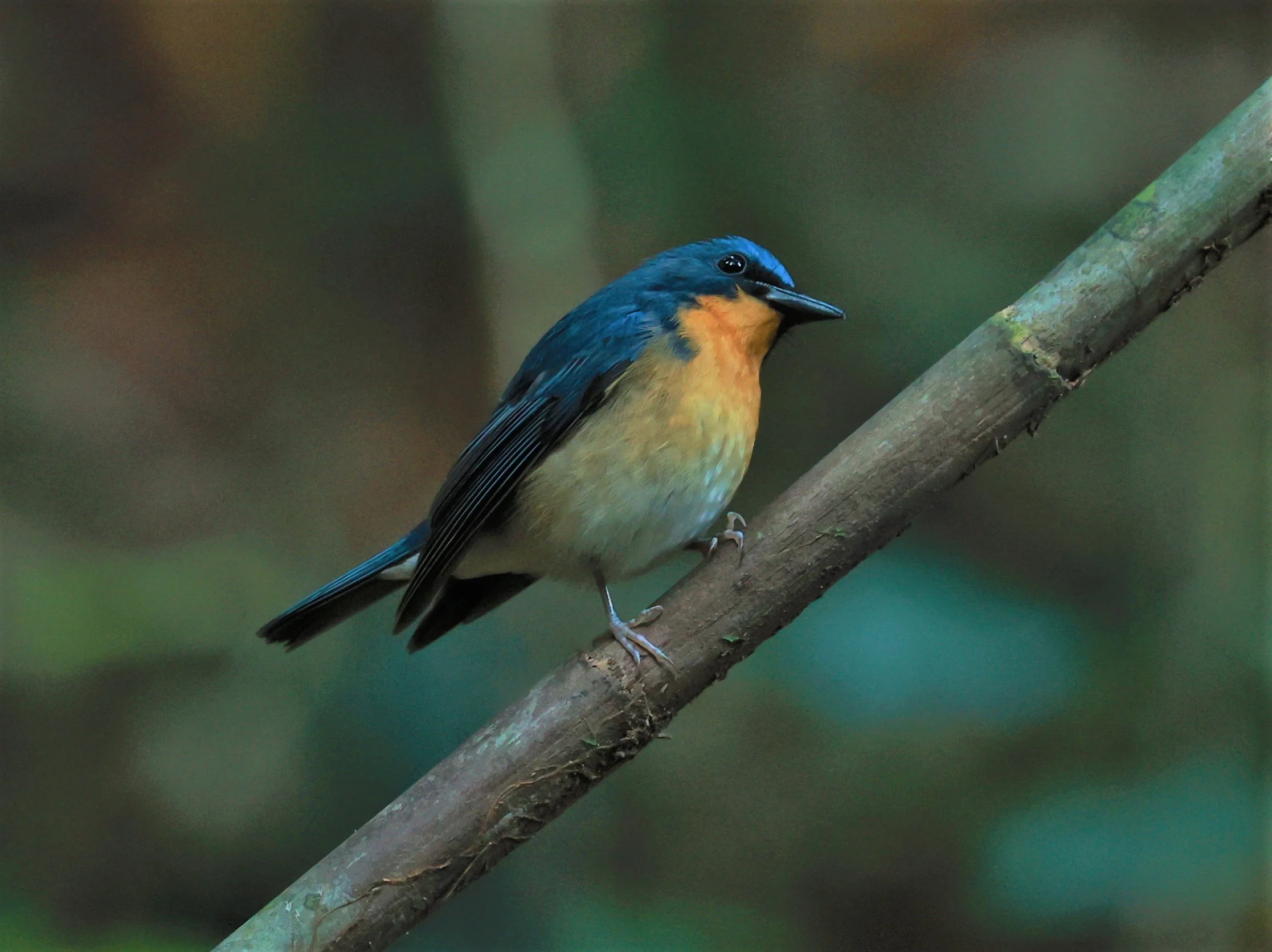 FLYCATCHER - LARGE BLUE FLYCATCHER - Cyornis magnirostris - Si Phang Nga National Park, Thailand Feb 18-19, 2023 (59).jpg