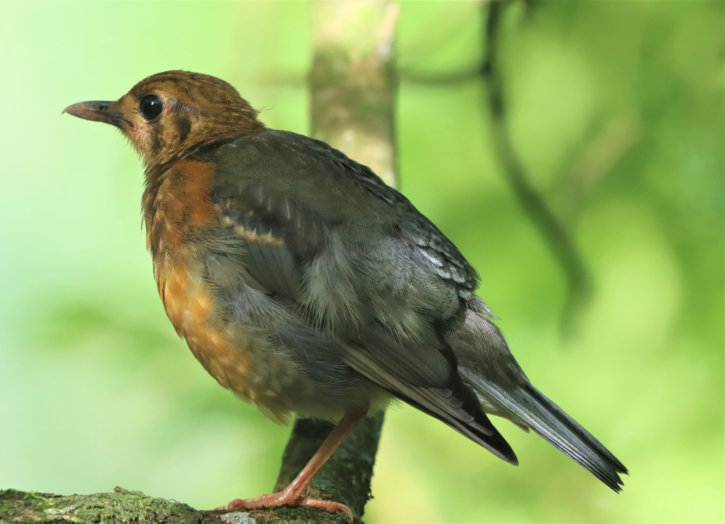 Orange-headed Thrush (Zoothera citrina) Doi Ang Kang Chiang Mai (31).jpg