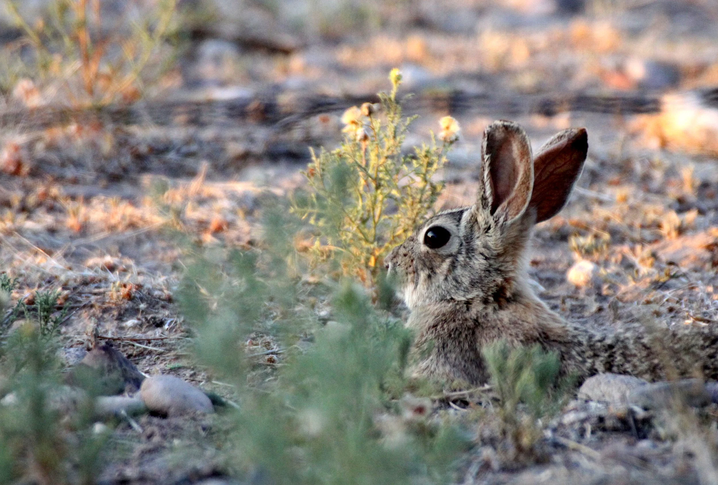 LAGOMORPH - RABBIT - DESERT COTTONTAIL RABBIT - TRUTH OR CONSEQUENCES NEW MEXICO (4).JPG