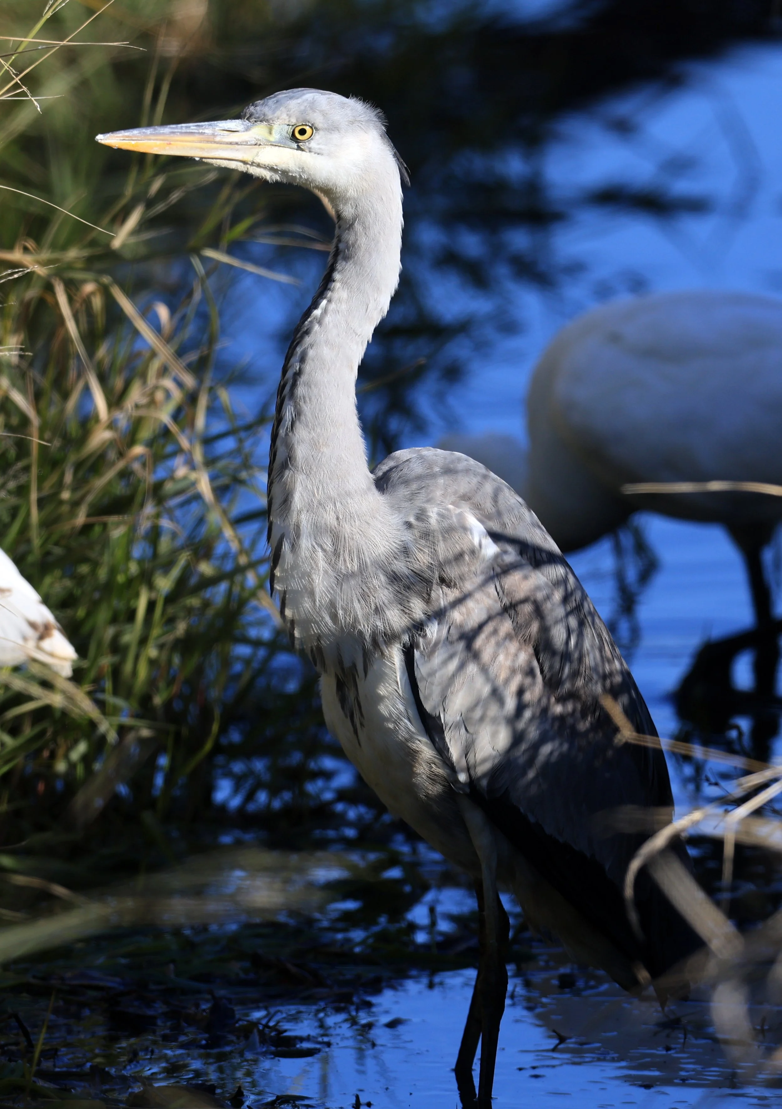 Grey Heron (Ardea cinerea) Izumi Crane Center and Fields Izumi Kagoshima Japan (9).jpg