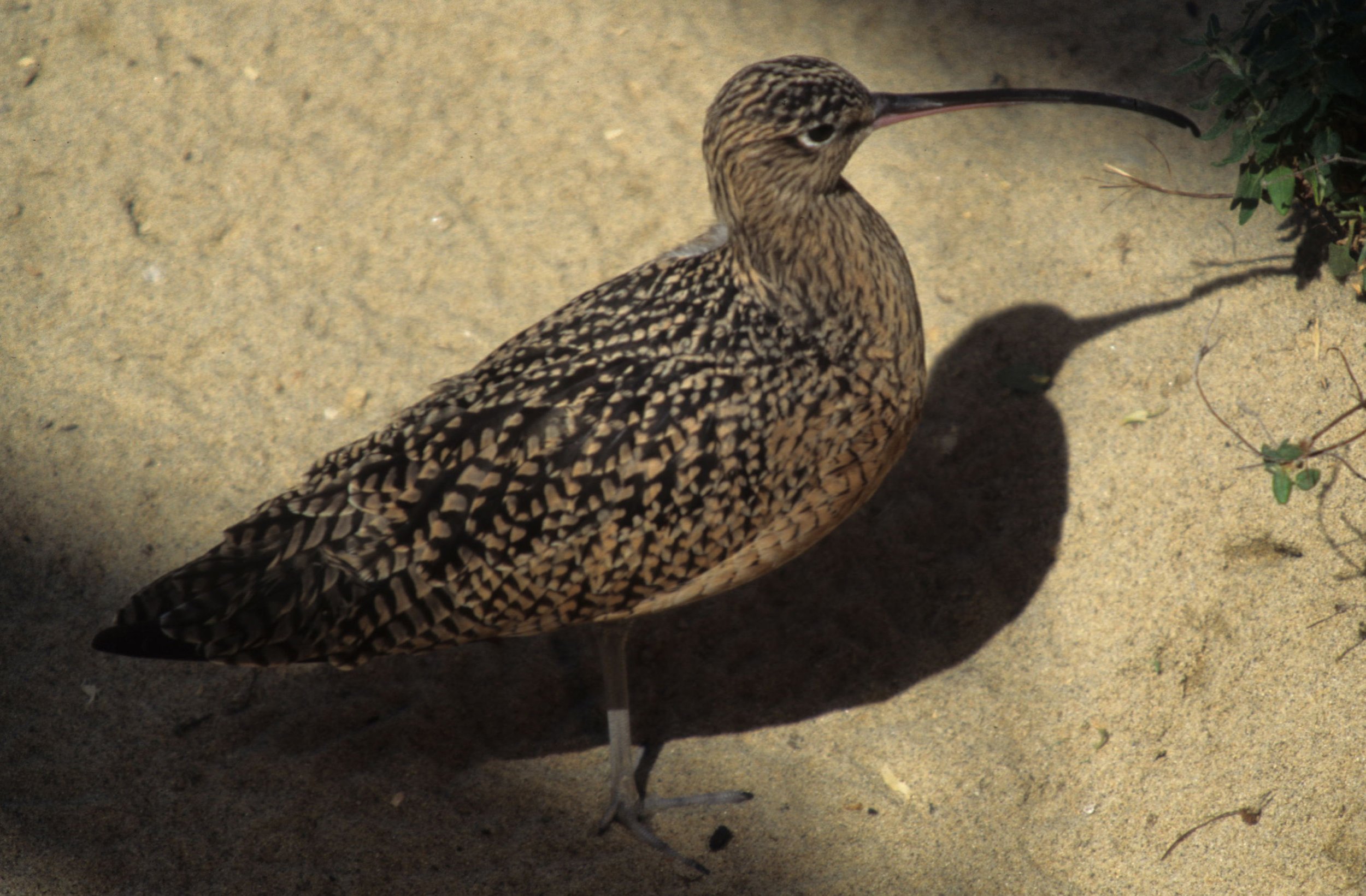 BIRD - WHIMBREL - MONTERREY.jpg