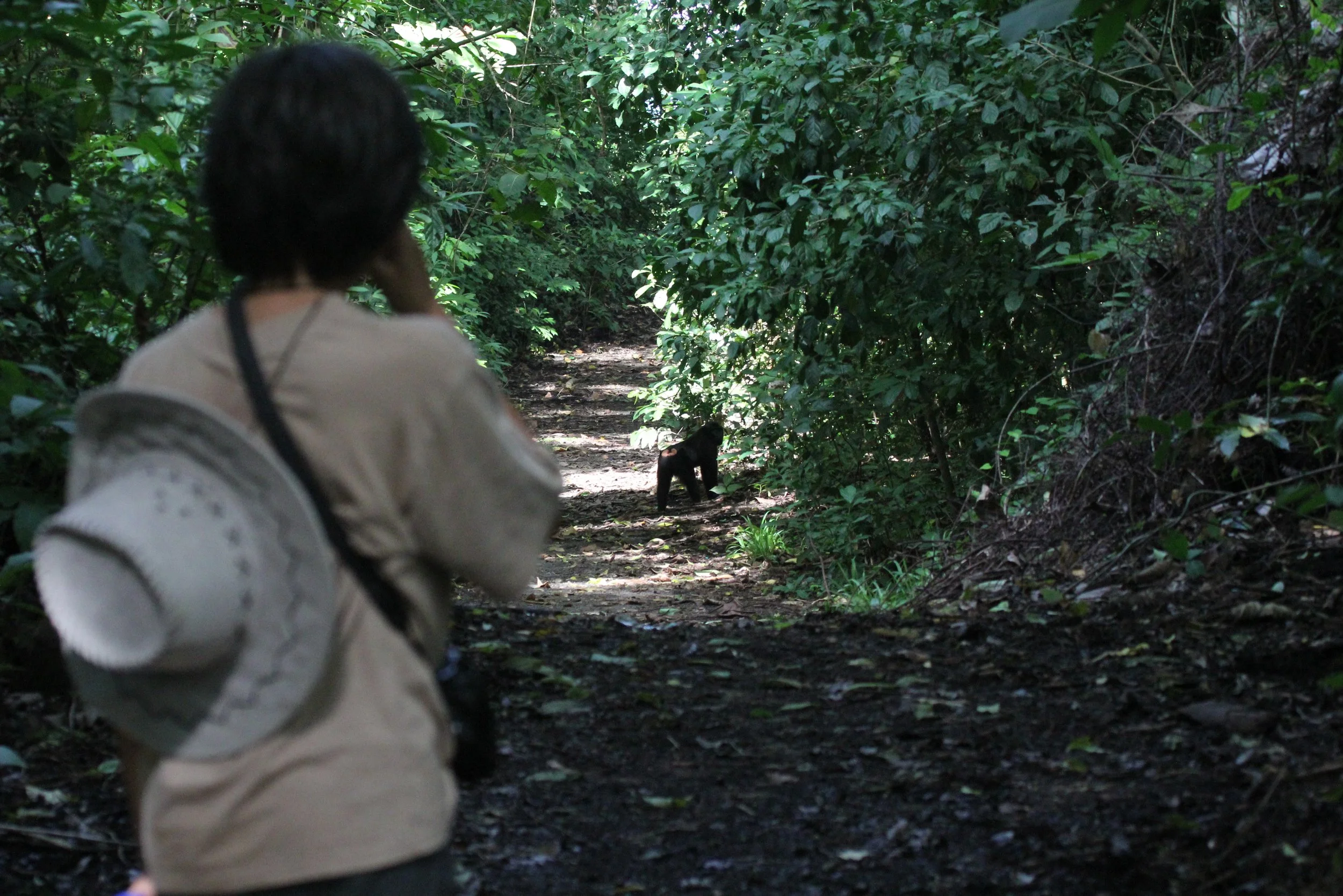 Trekking Tangkoko with our new friends, Black-crested Macaques