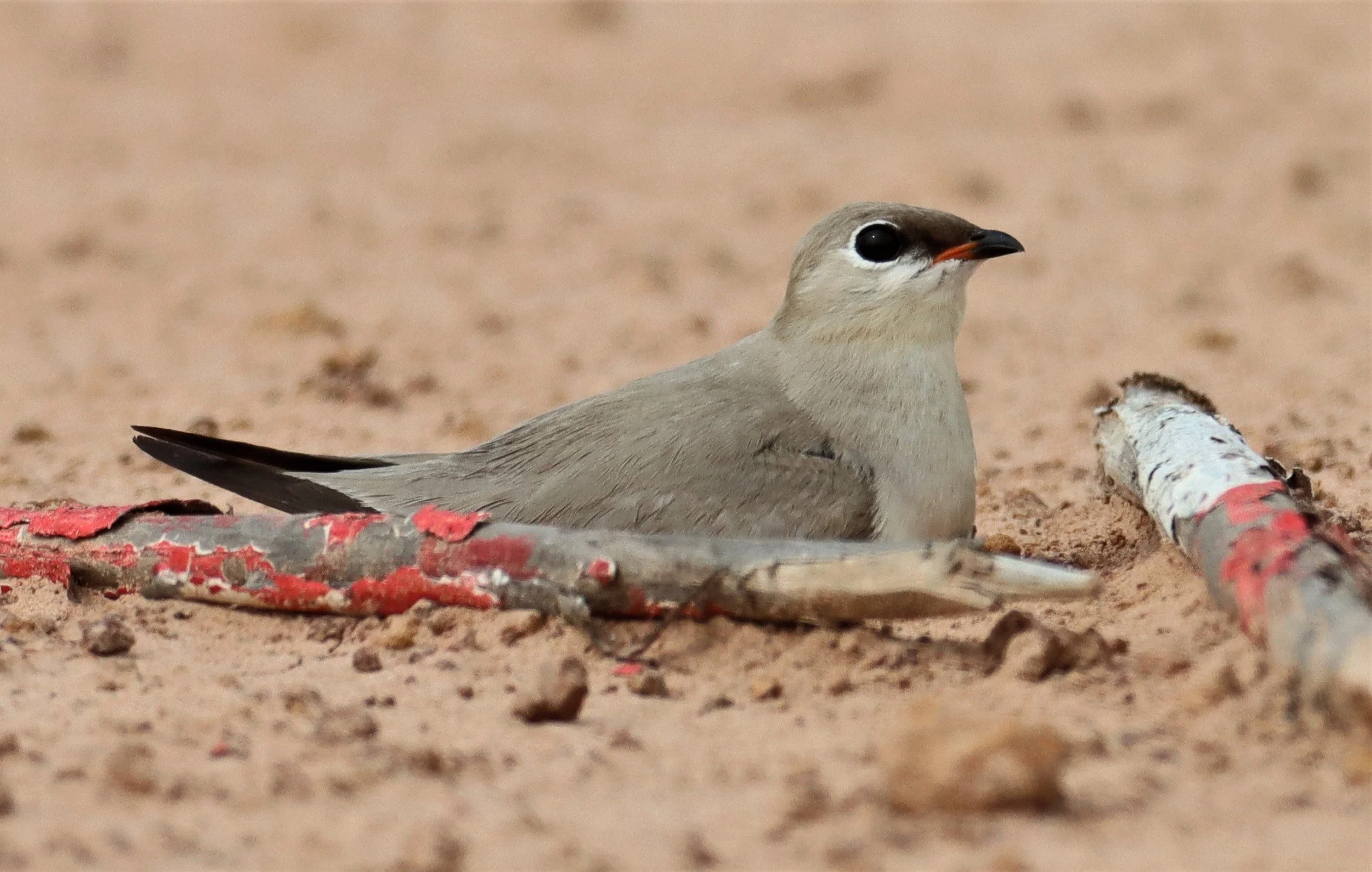 PRATINCOLE - SMALL PRATINCOLE - Glareola lactea - KABIN BURI WETLANDS 15KM OUT ON 304 (219).jpg