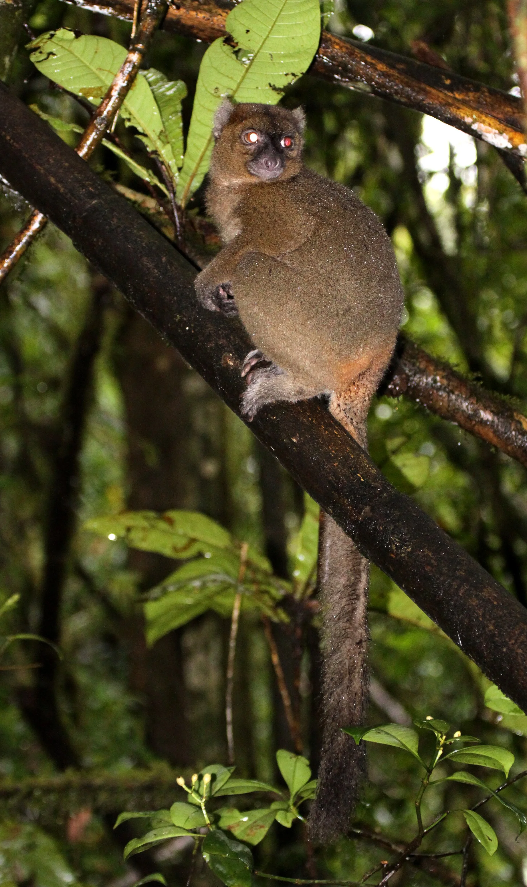 LEMURIDAE - Prolemur simus - GREATER BAMBOO LEMUR - RANOMAFANA NATIONAL PARK MADGASCAR (33).JPG