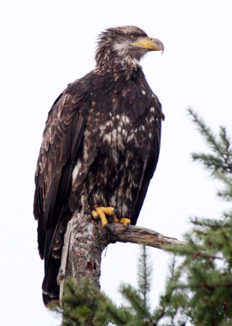 Haliaeetus leucocephalus - AMERICAN BALD EAGLE - SECOND YEAR SUBADULT - MARINE DRIVE SEQUIM WA (10).JPG