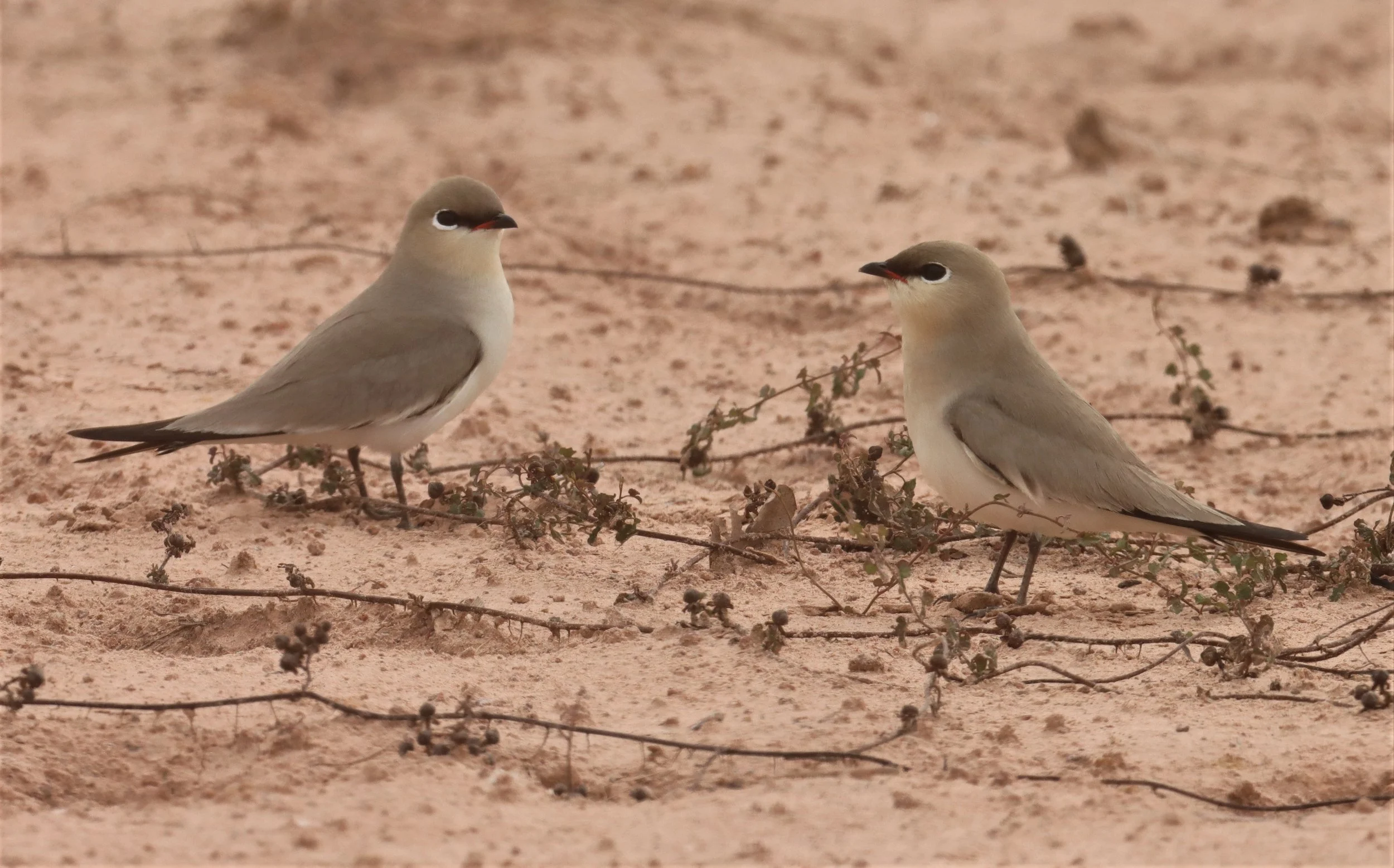 PRATINCOLE - SMALL PRATINCOLE - Glareola lactea - KABIN BURI WETLANDS 15KM OUT ON 304 (134).jpg