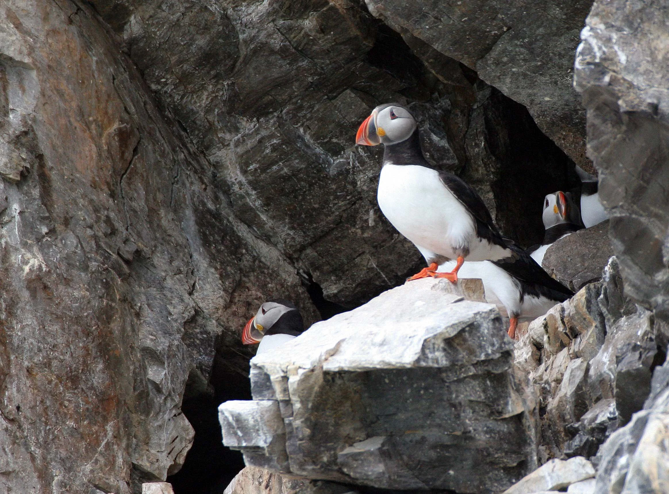 Fratercula arctica - ATLANTIC PUFFIN - SVALBARD (42).jpg