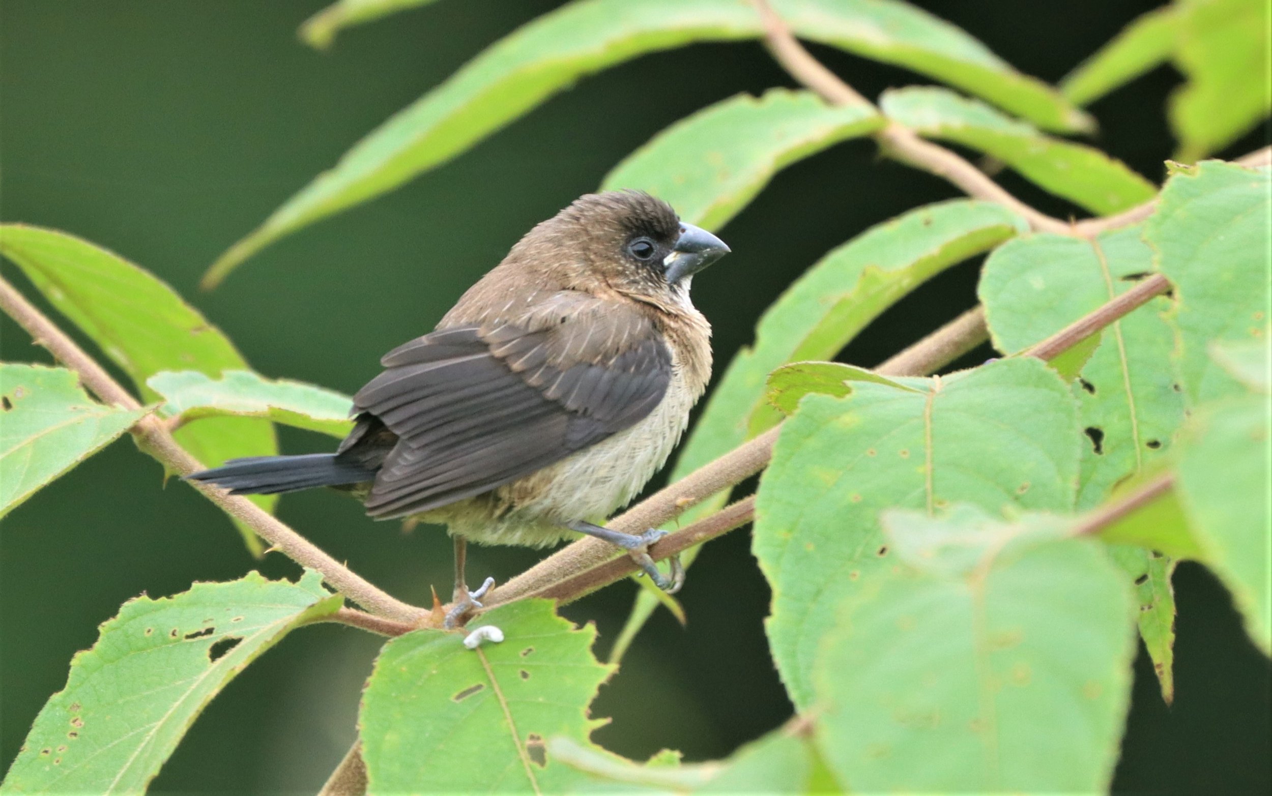 MUNIA - Lonchura striata - WHITE-RUMPED MUNIA - DOI PHU KHA NAN PROVINCE NORTHERN THAILAND (10).jpg