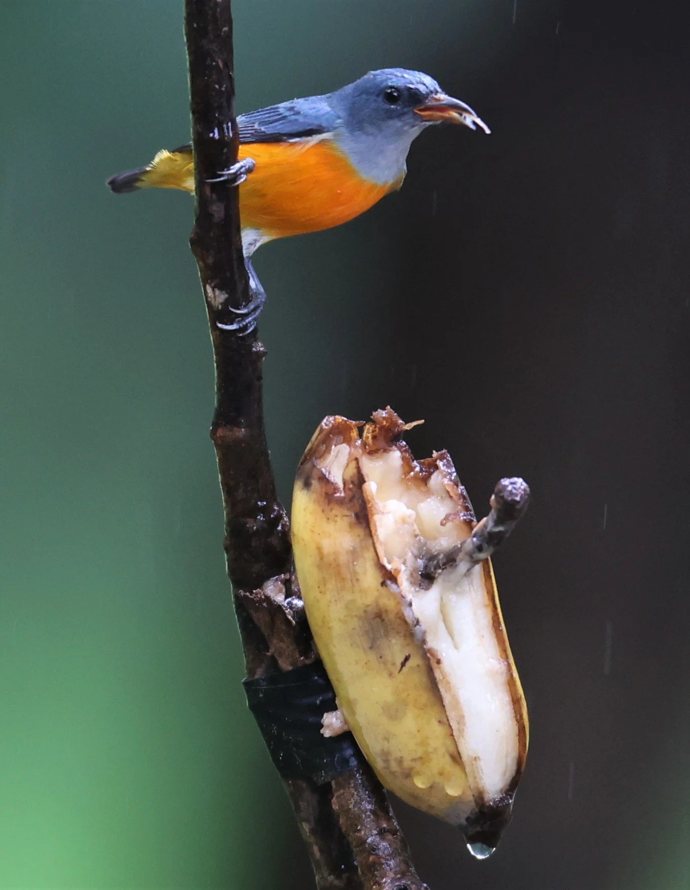 FLOWERPECKER - ORANGE-BELLIED FLOWERPECKER - Dicaeum trigonostigma - NONG YA PLONG PETCHABURI (6).jpg