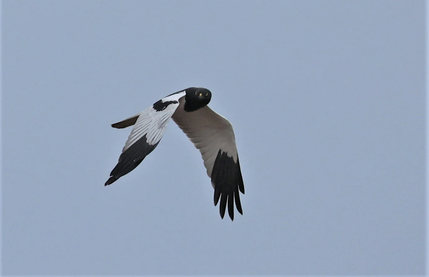 HARRIER - PIED HARRIER - Circus melanoleucos - YONOK CHIANG SAEN CHIANG RAI - ROOST Feb 2022 (24).jpg