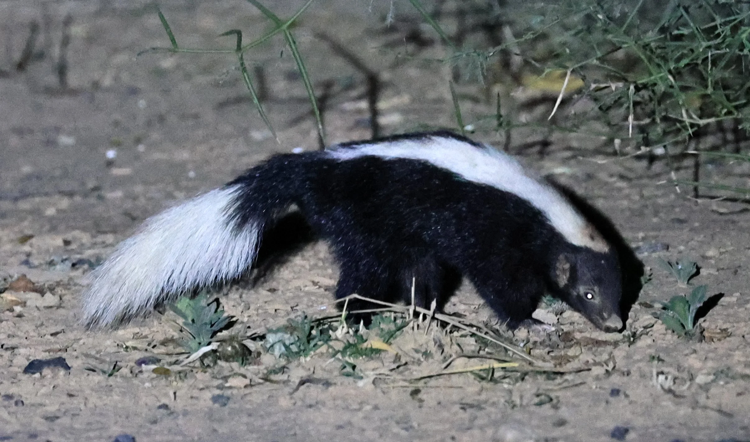 Molina's Hog-nosed Skunk (Conepatus chinga) Estancia Campo'í Paraguay (142).jpg
