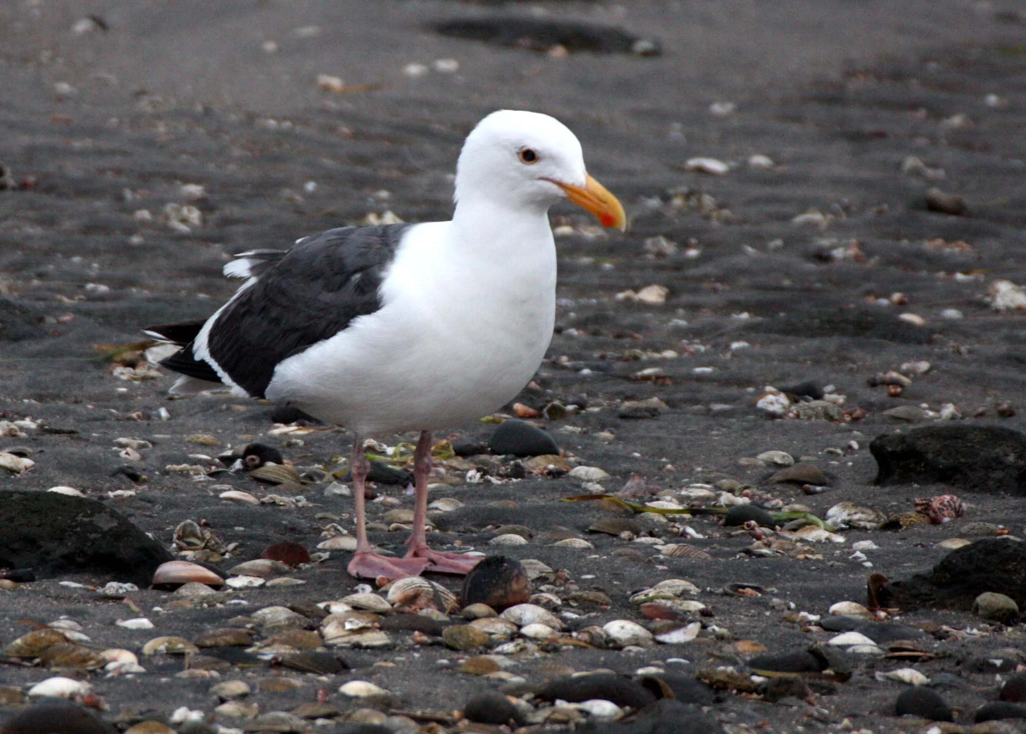 BIRD - GULL - WESTERN GULL - SAN IGNACIO LAGOON BAJA MEXICO (10).JPG