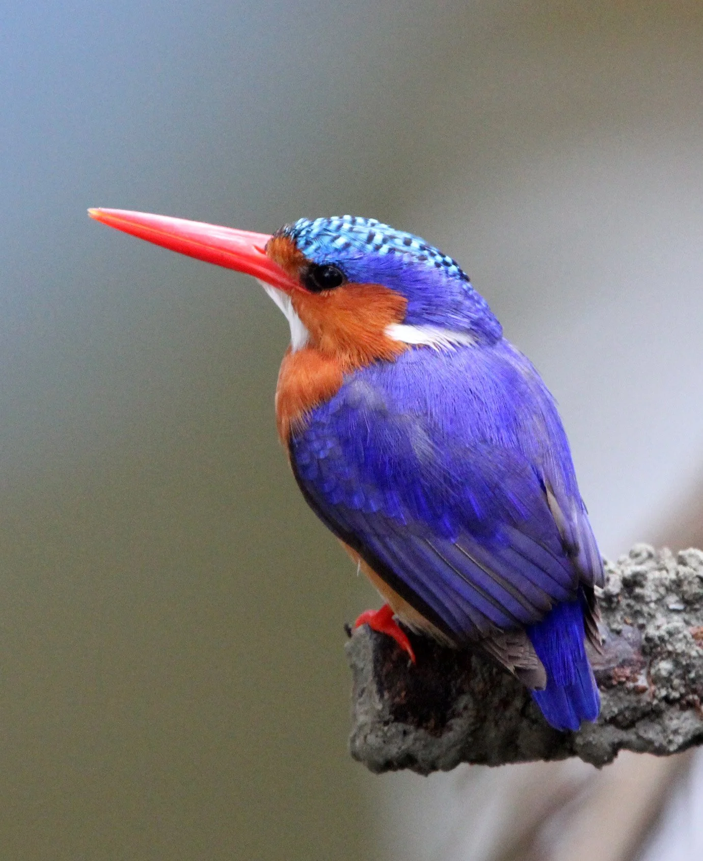 Corythornis cristatus - MALACHITE KINGFISHER - LAKE AWASSA ETHIOPIA (13).JPG