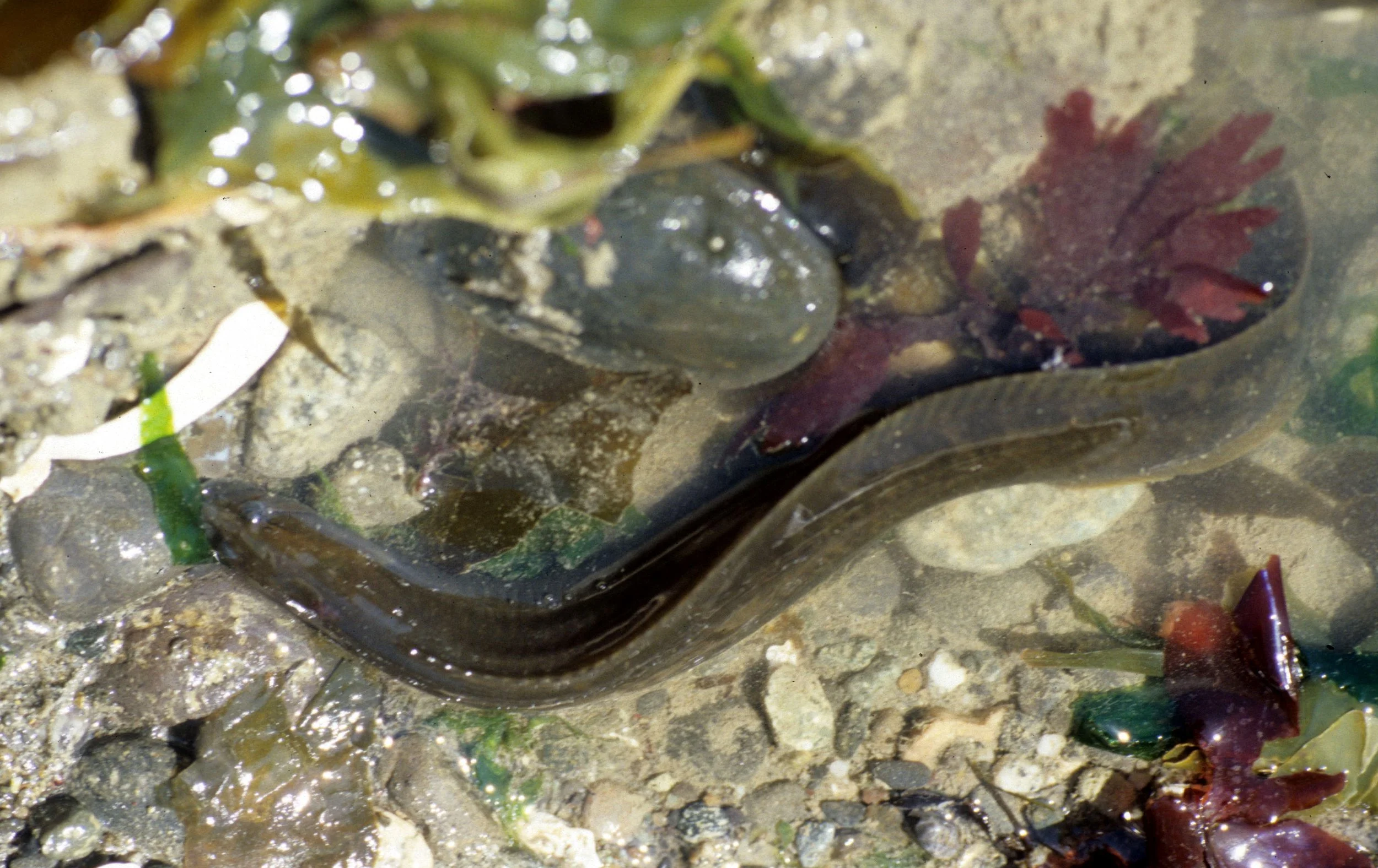 FISH -  COCKSCOMB PRICKLEBACK - LAKE FARM TIDE POOLS.jpg