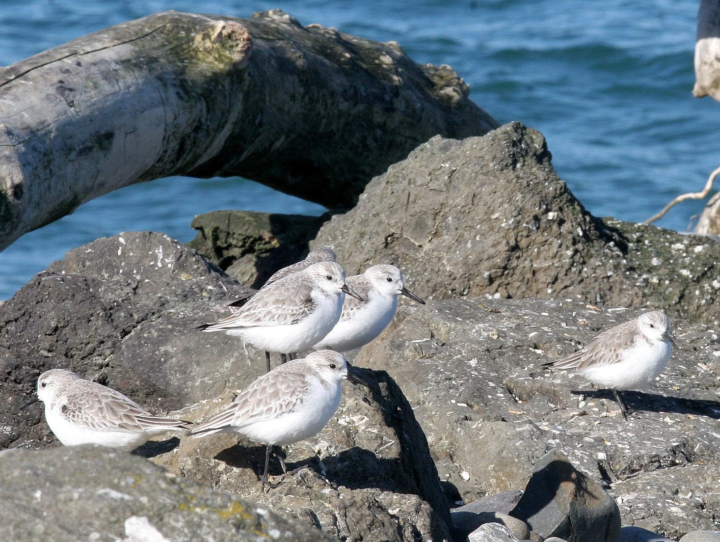 BIRD - SANDERLINGS - EDIZ HOOK PA HARBOR (32).jpg