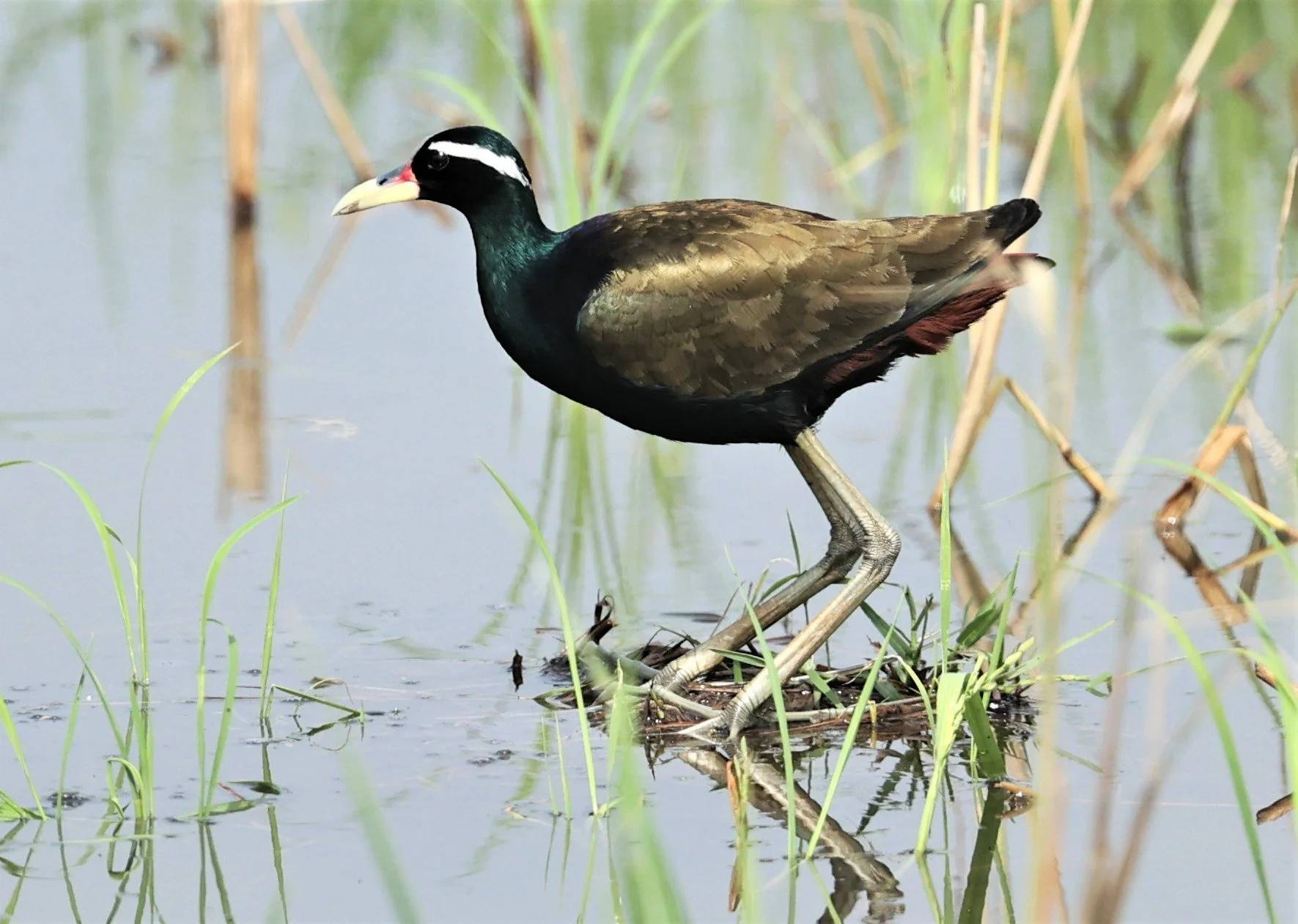JACANA - BRONZE-WINGED JACANA - Metopidius indicus - PATHUM THANI RICE RESEARCH CENTER MAY 7 2022 (37).jpg