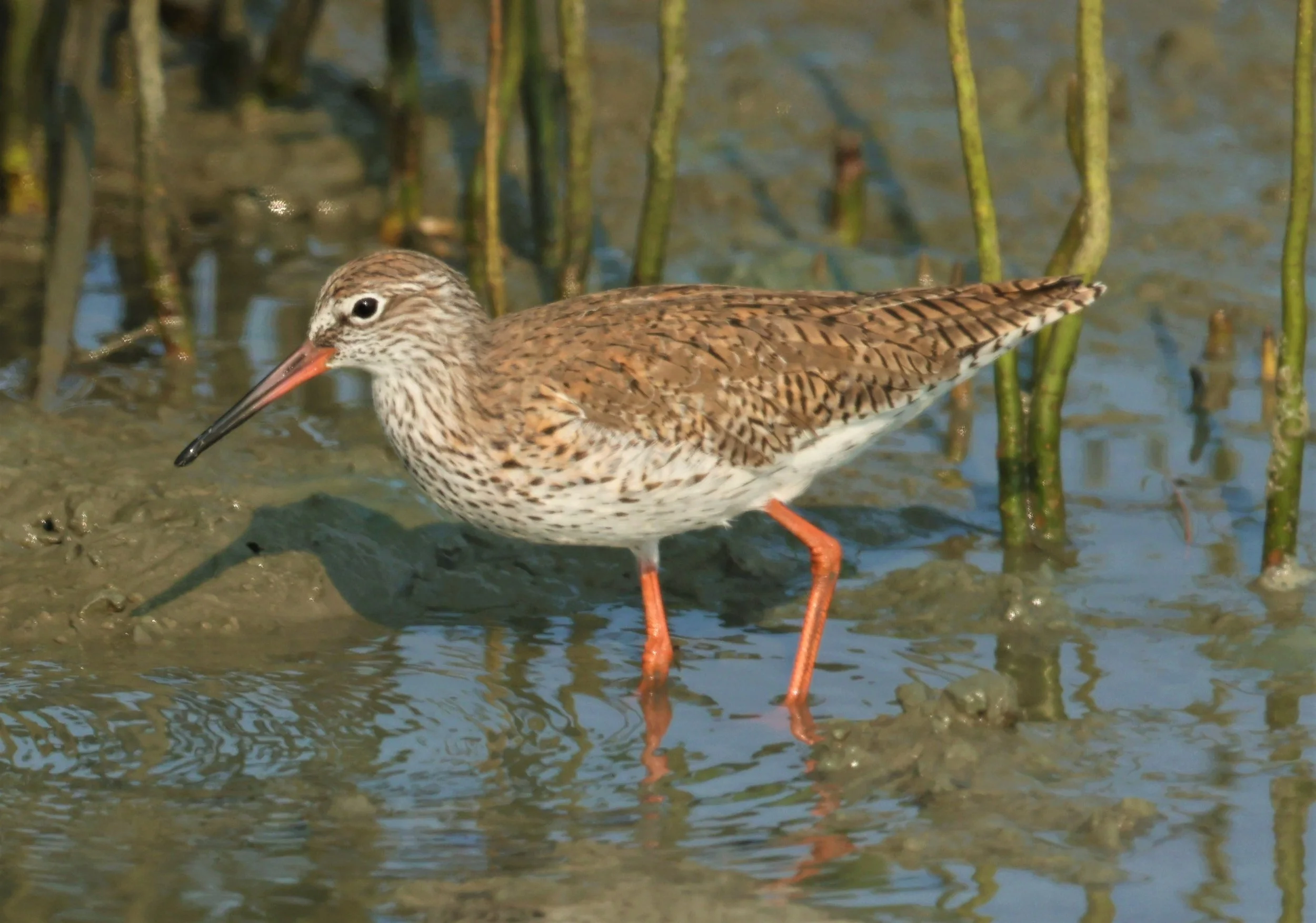 REDSHANK - COMMON REDSHANK - Tringa totanus - PAK THALE SALT PONDS MARCH 2022 (2).jpg