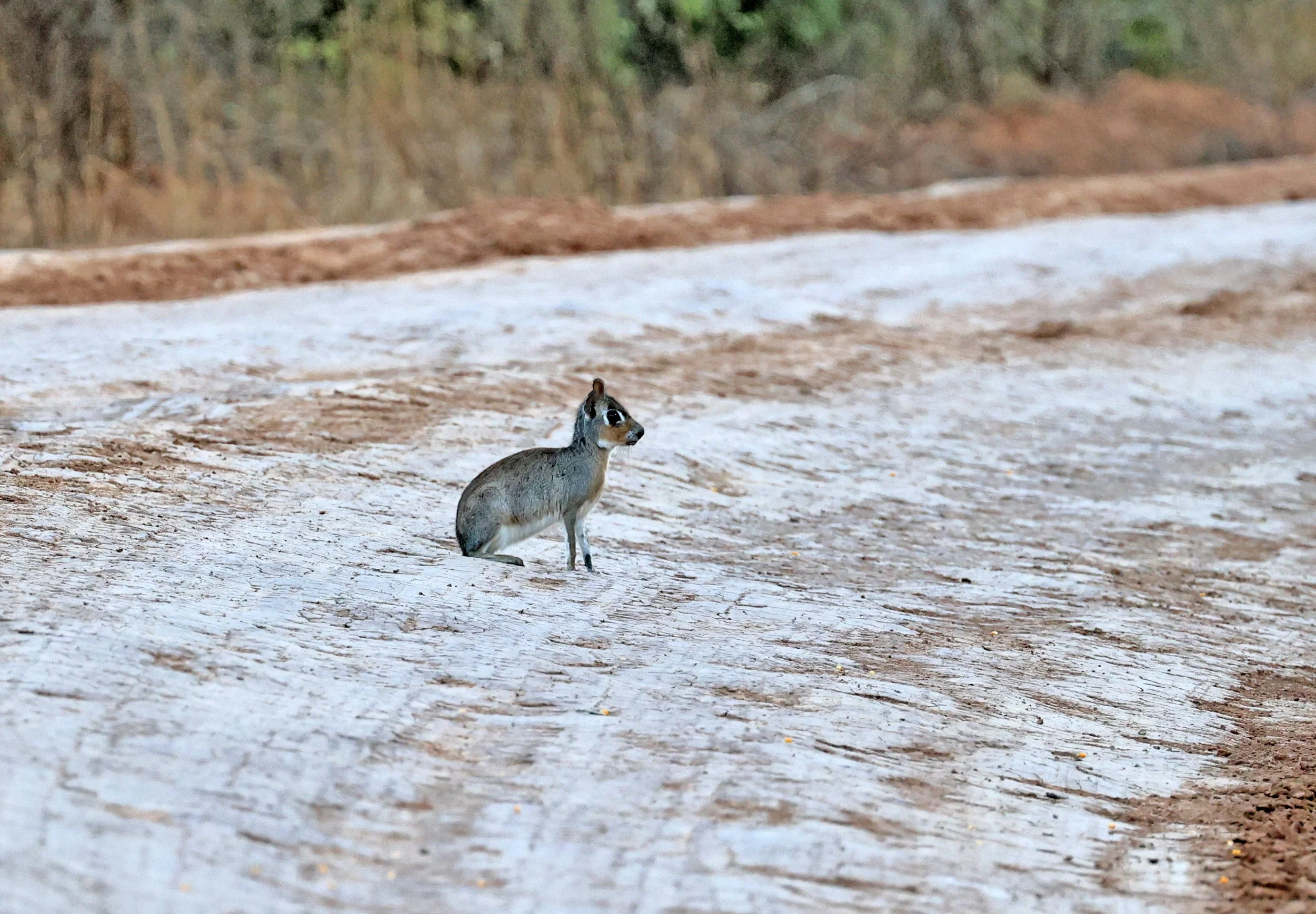Chacoan Mara (Pediolagus salinicola) Agua Dulce Paraguay (3).jpg