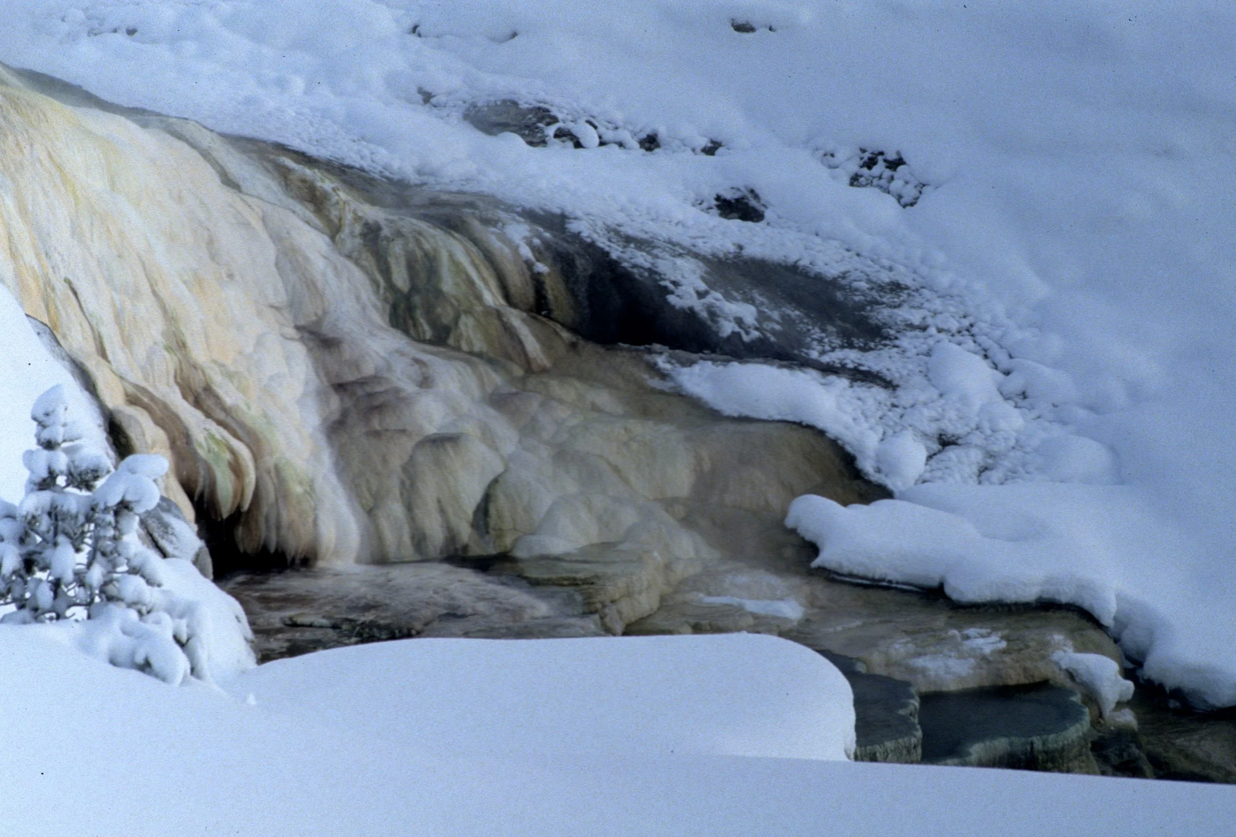 YELLOWSTONE IN WINTER - MAMMOTH HOTSPRINGS C.jpg