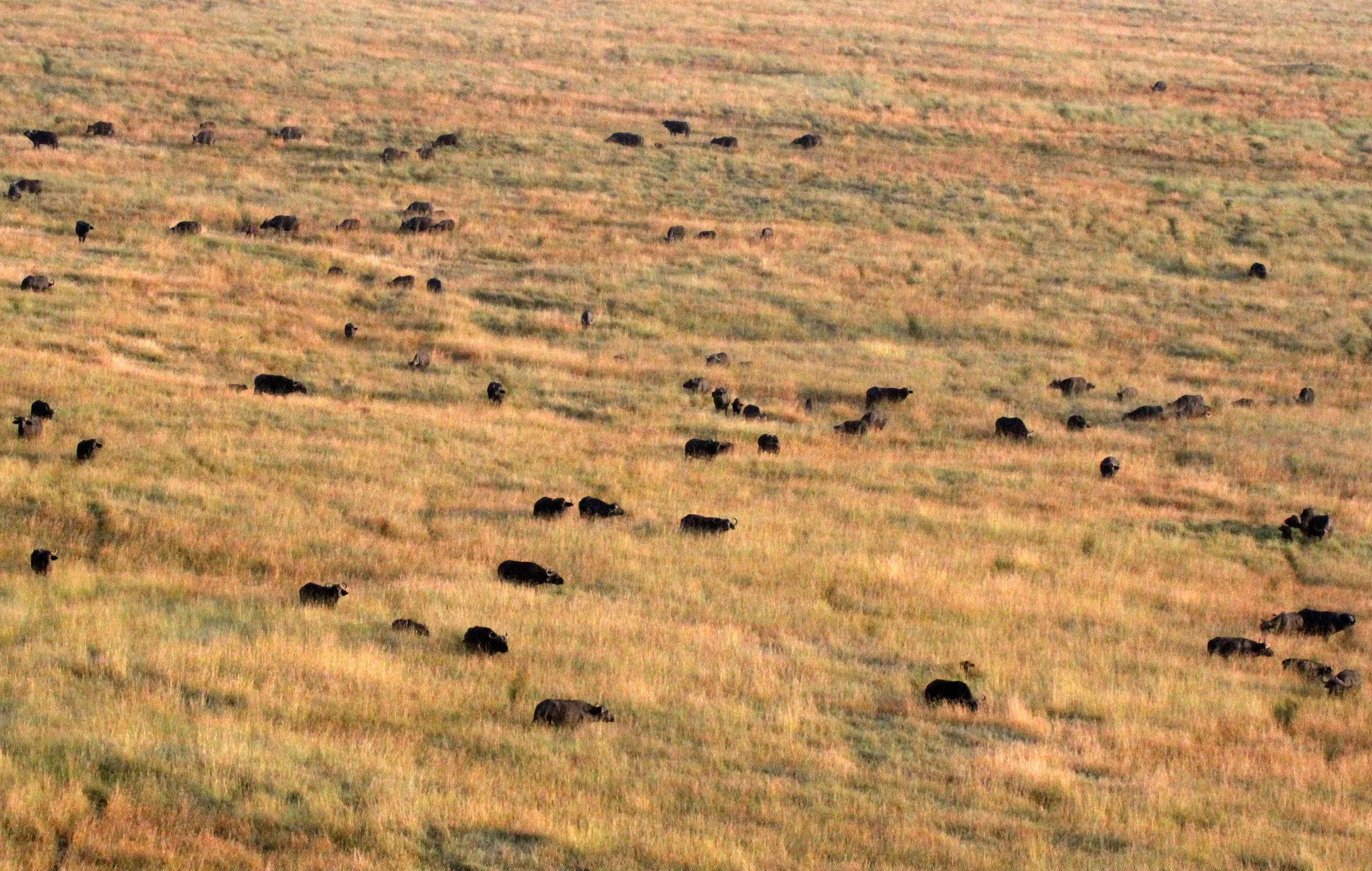 BUFFALO - CAPE BUFFALO - Syncerus caffer - MASAI MARA NATIONAL PARK KENYA (4).JPG