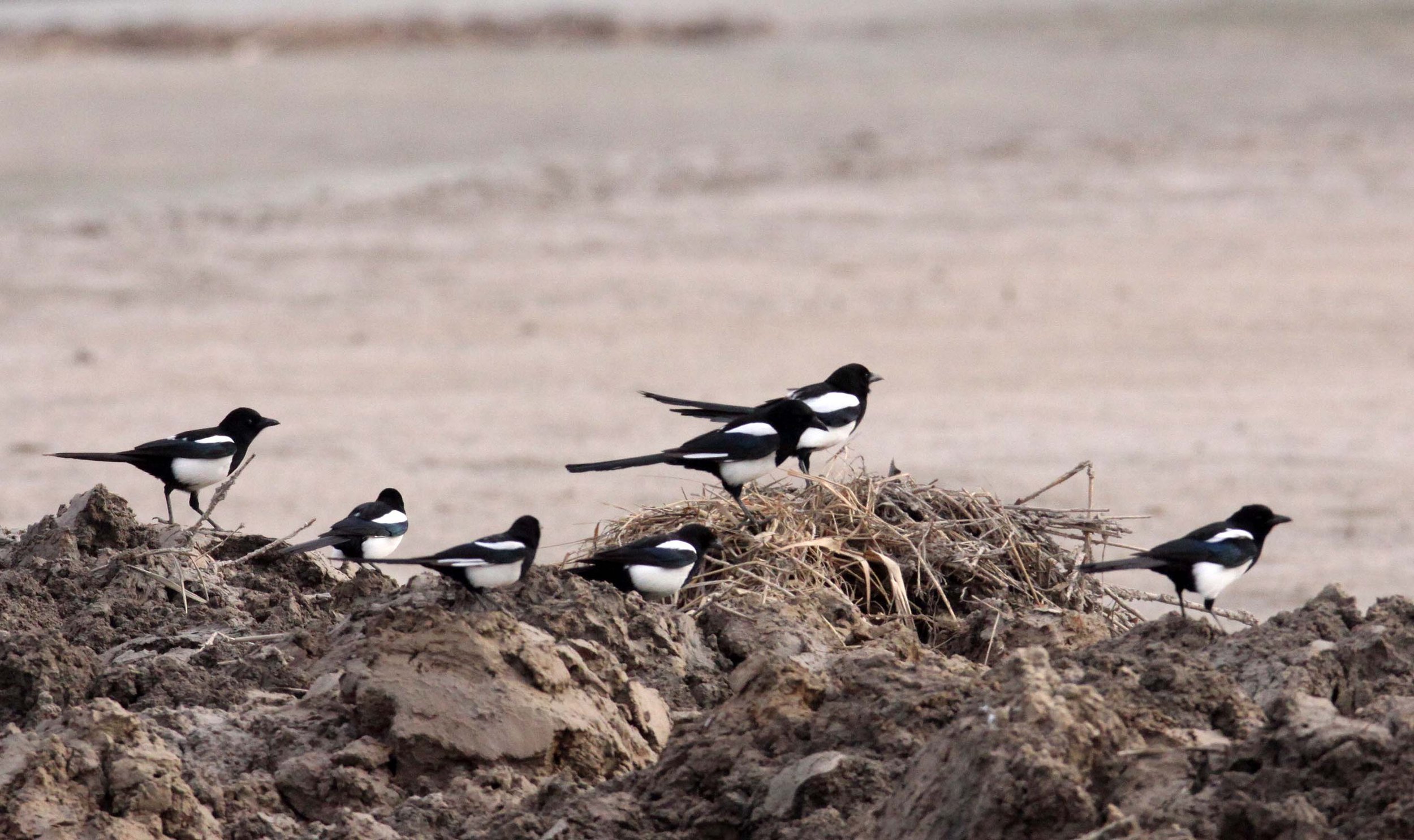 BIRD - MAGPIE - COMMON BLACK-BILLED MAGPIE- YANCHENG CHINA (8).JPG