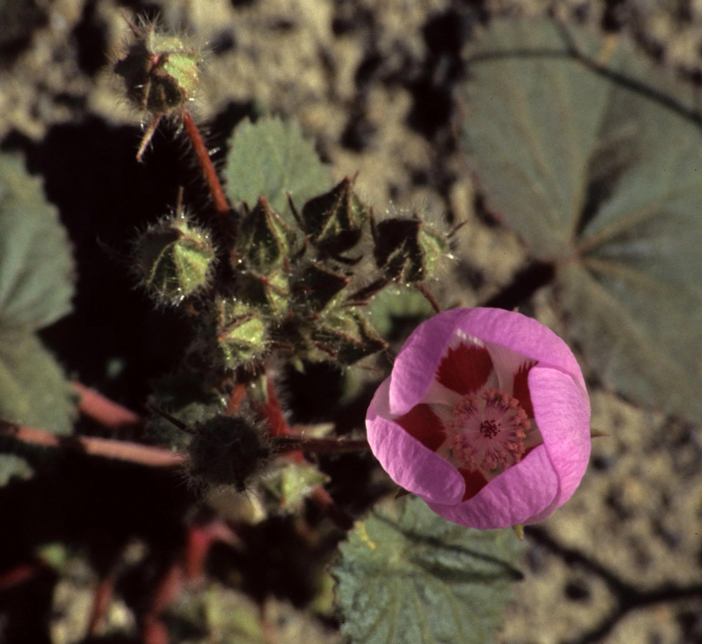 DEATH VALLEY - EREMALCHE ROTUNDIFOLIA - DESERT FIVE SPOT.jpg