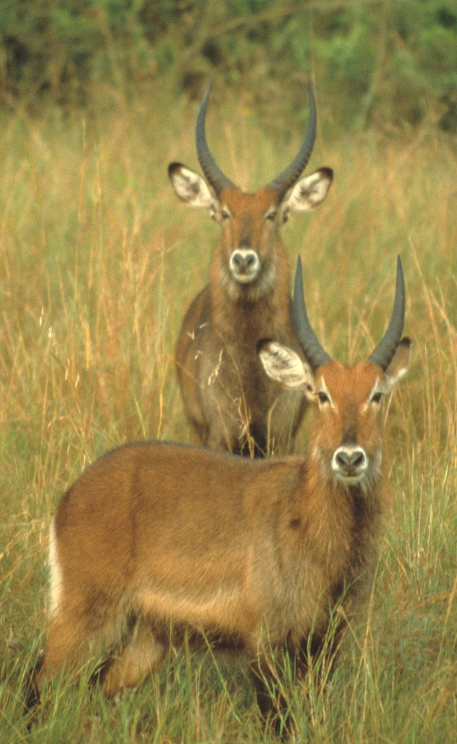 BOVID - WATERBUCK - DEFASSA - UGANDA (6).jpg