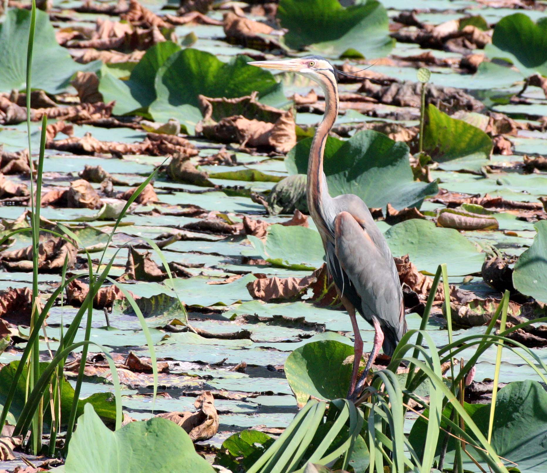 HERON - PURPLE HERON - Ardea purpurea - KHAO SAM ROI YOD THAILAND (21).JPG