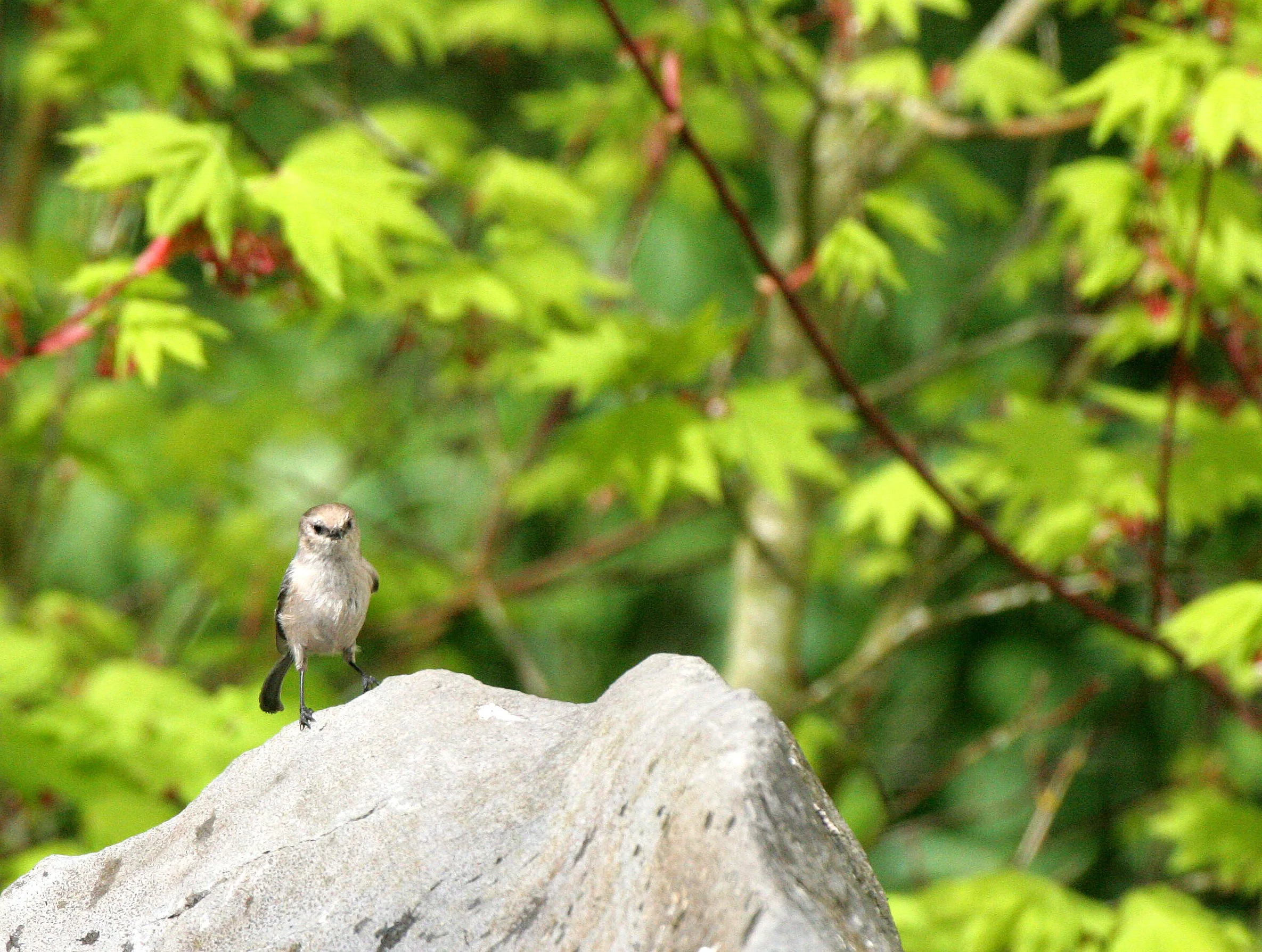 American Bushtit (Psaltriparus minimus) Lake Railroad Park, Sequim, Olympic Peninsula, Washington.JPG