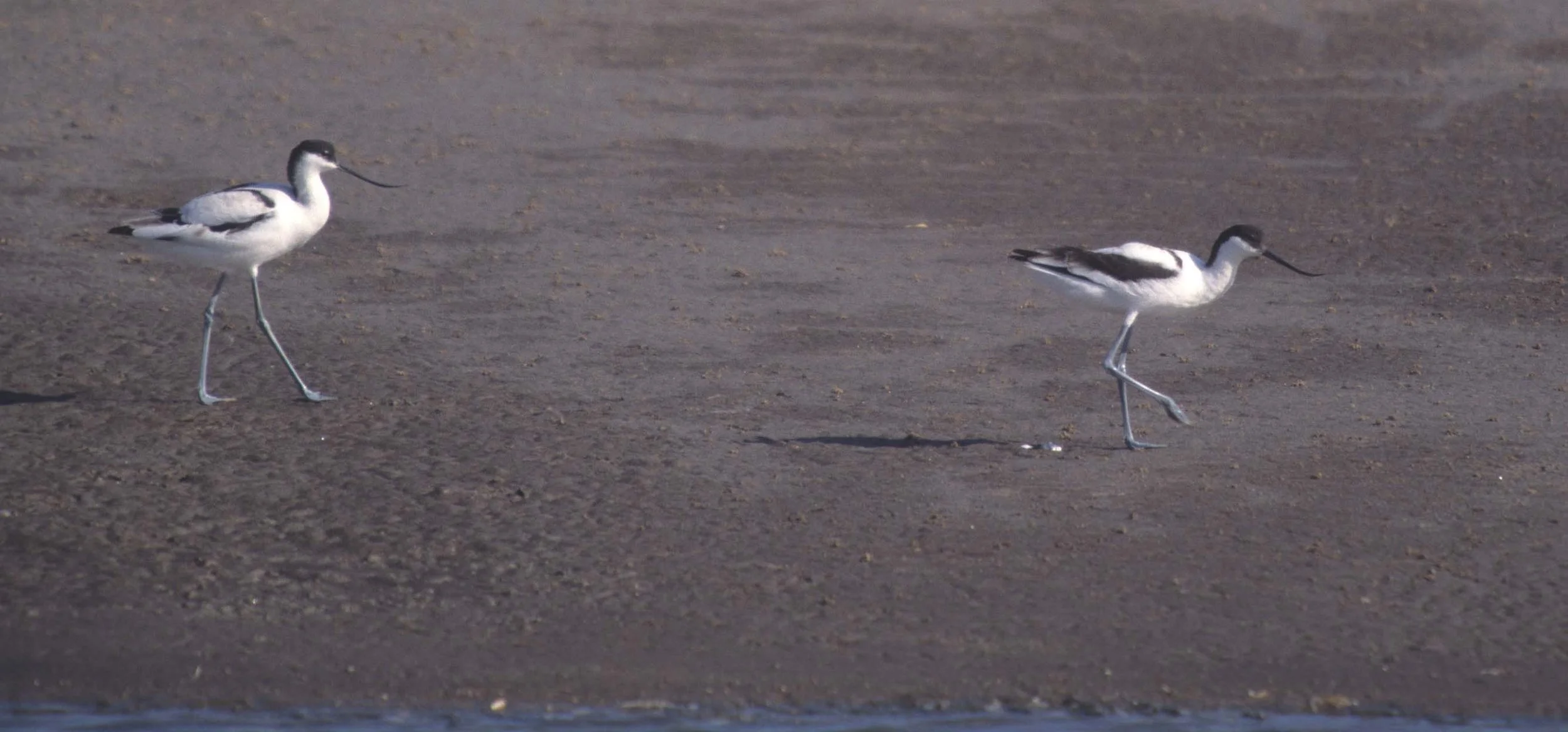 BIRDS - AVOCET - NAMIBIA 1.jpg